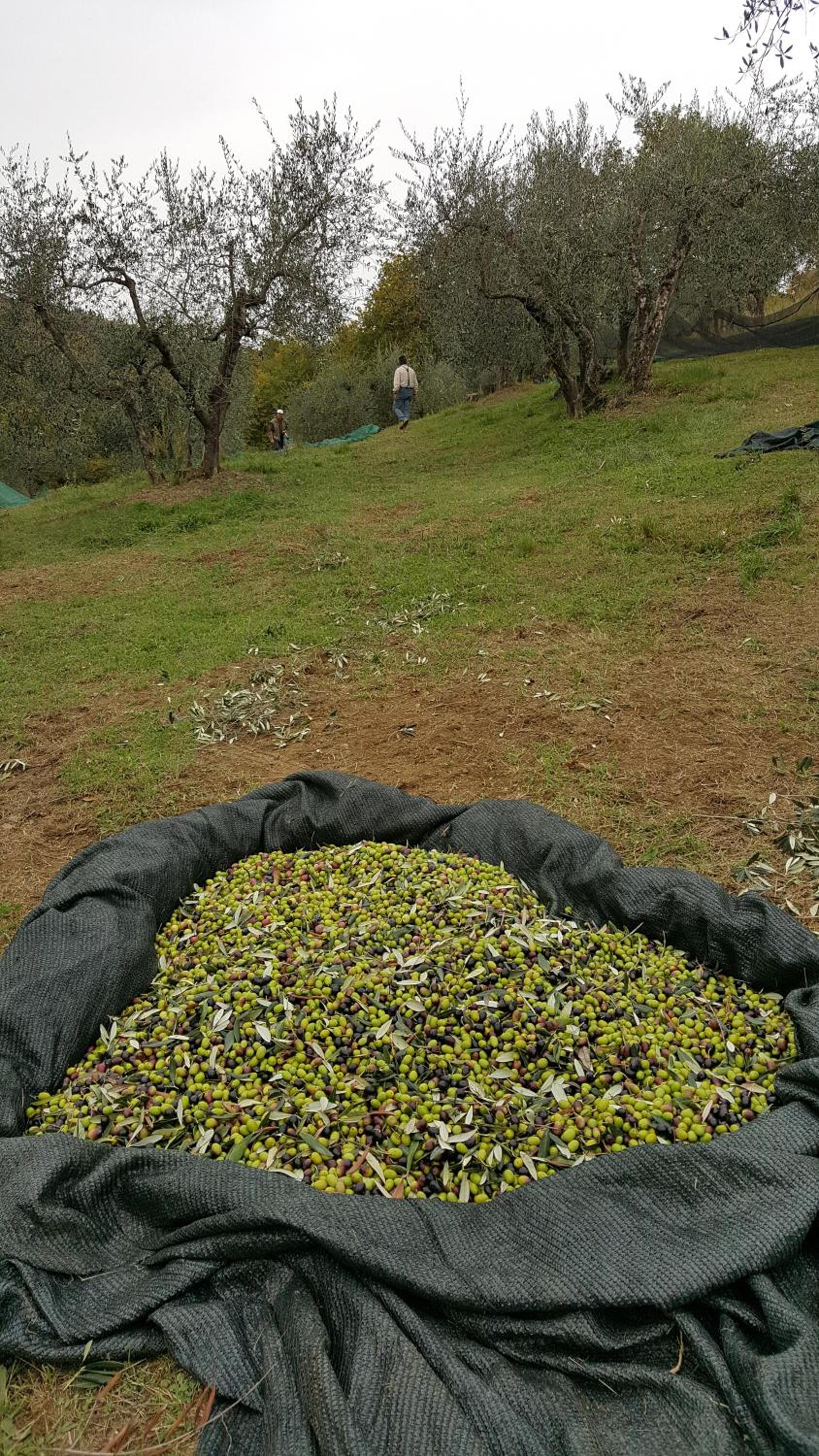 Agriturismo Sommassa