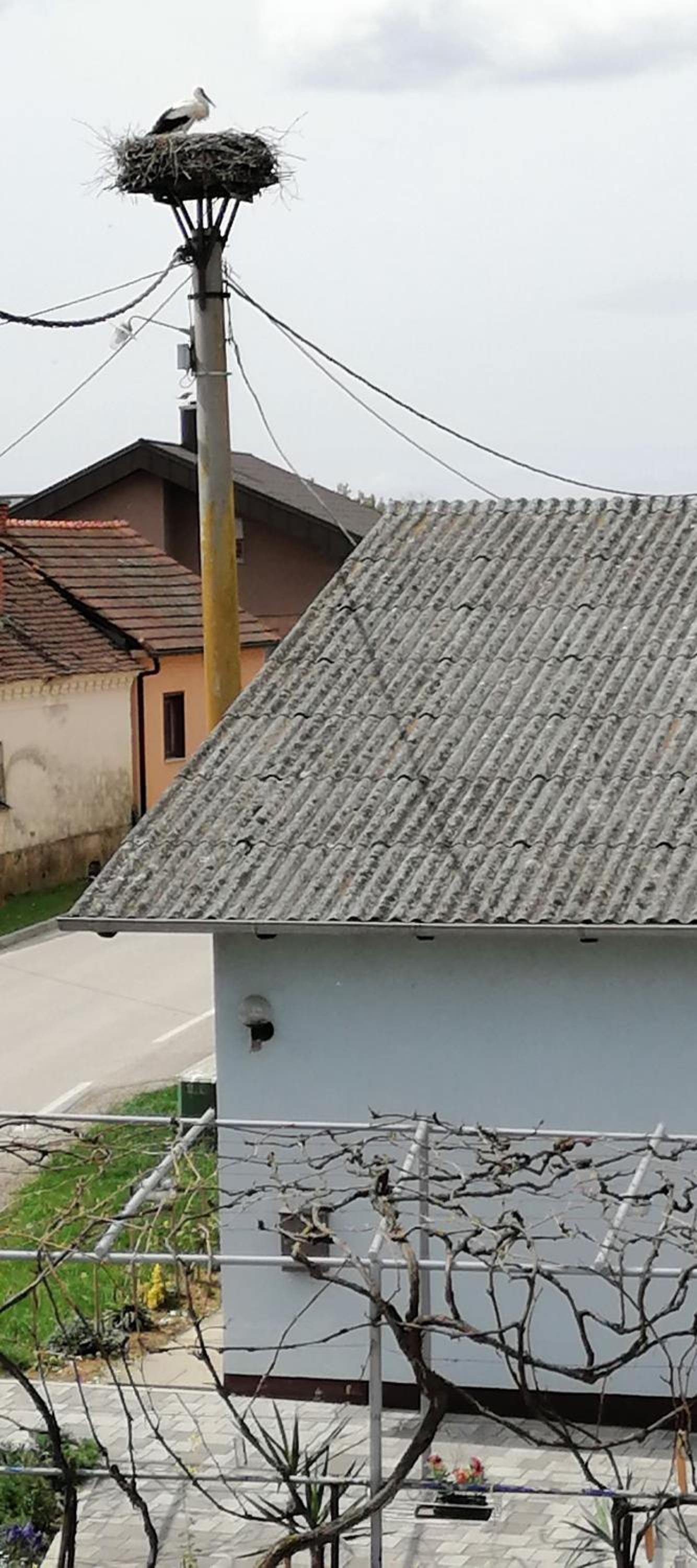 Bela golobica Bogojina view 4