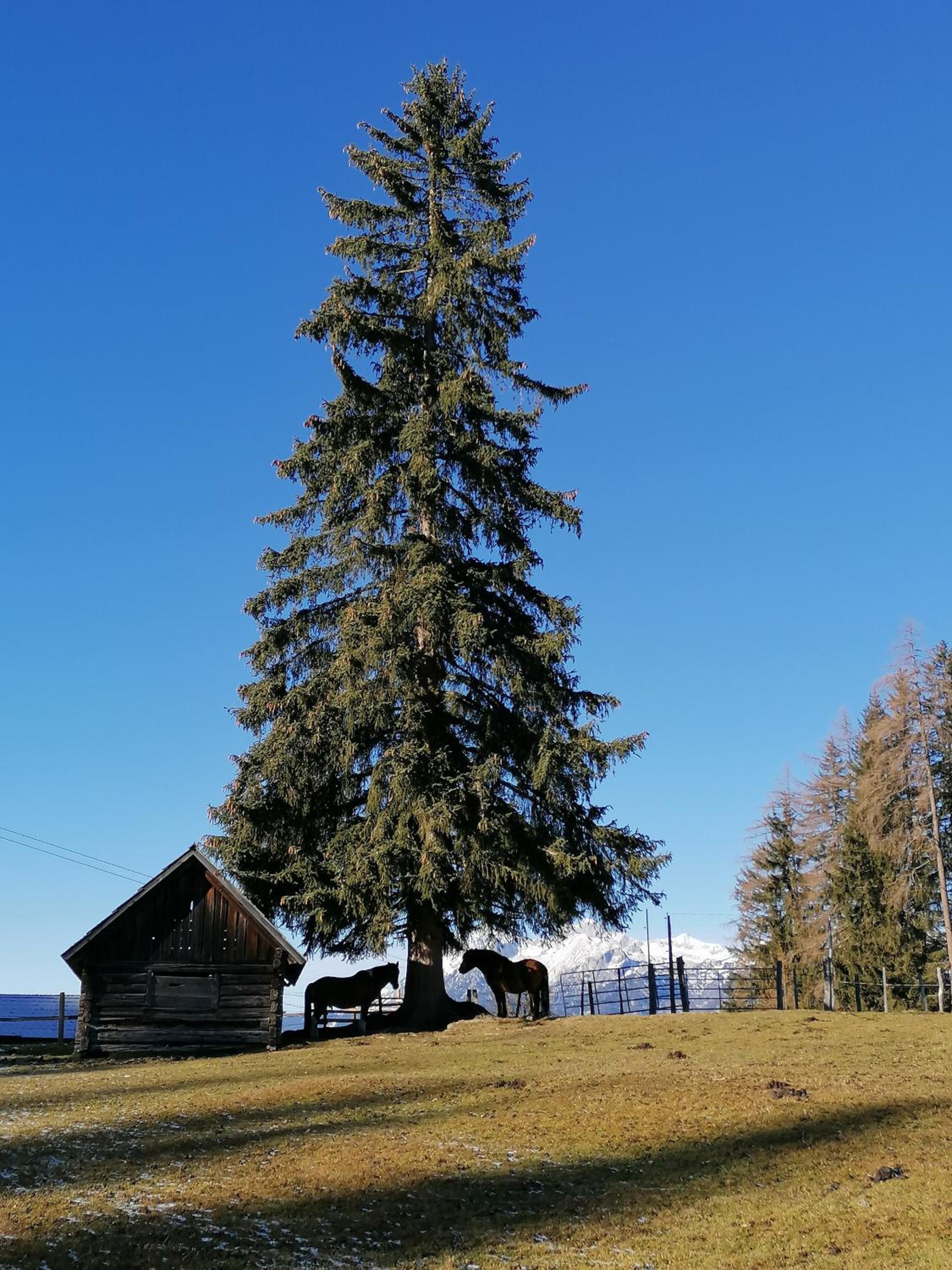 Ferienhaus Bichlhütte