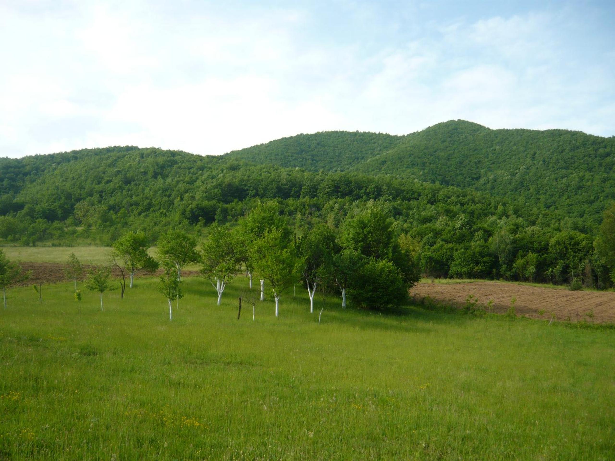 PURE NATURE