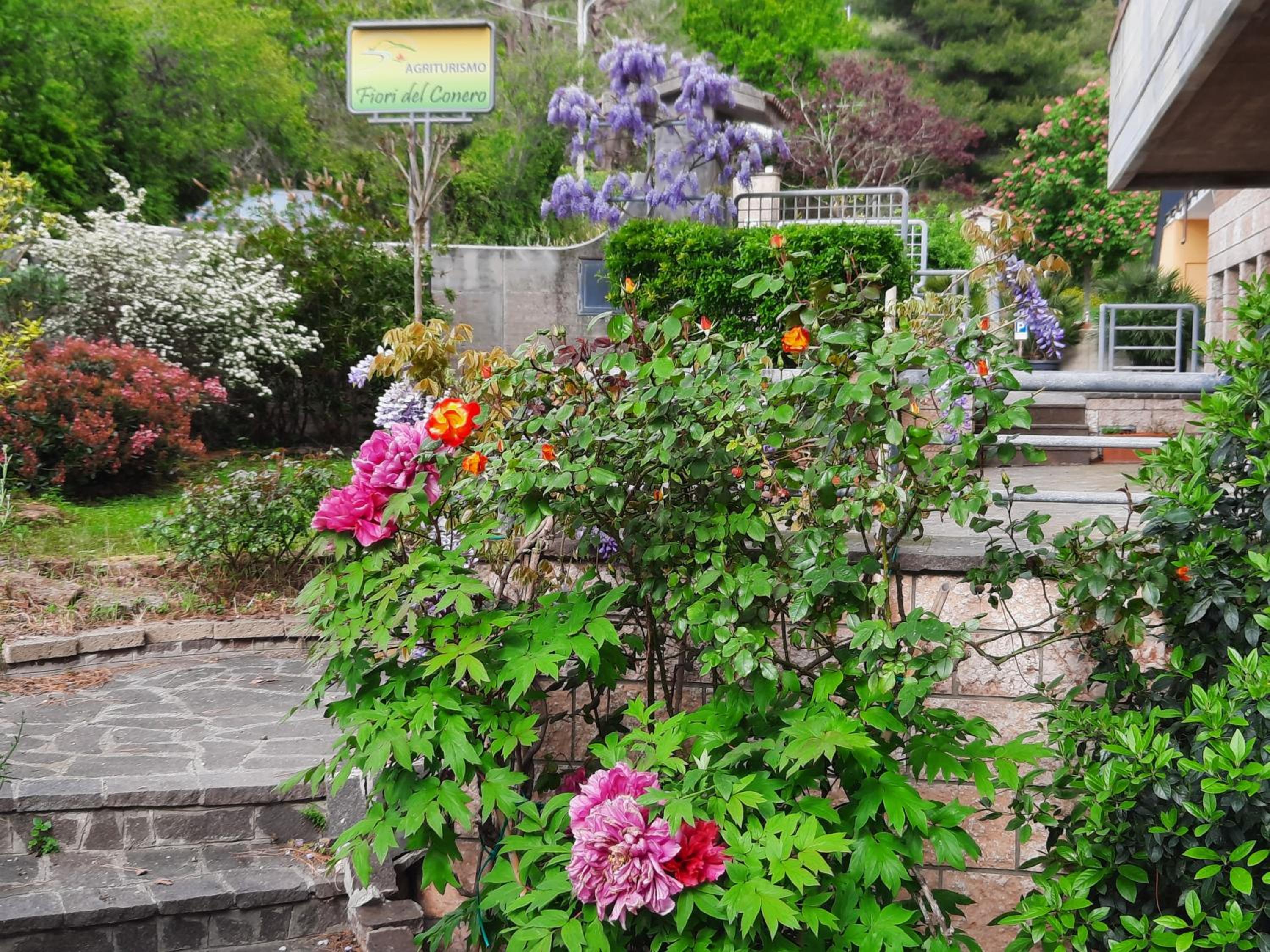 Fiori del Conero