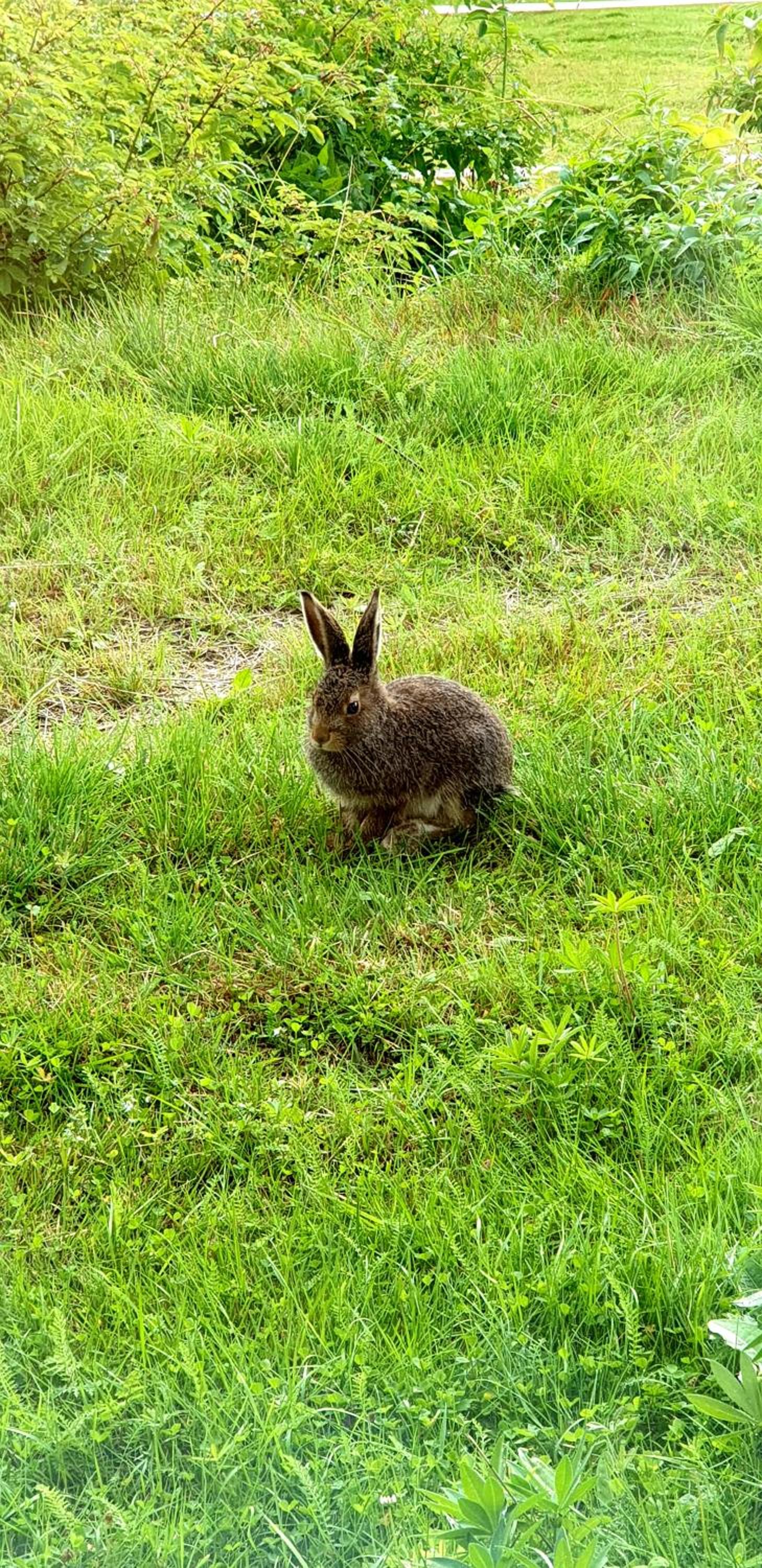 Photo 50
