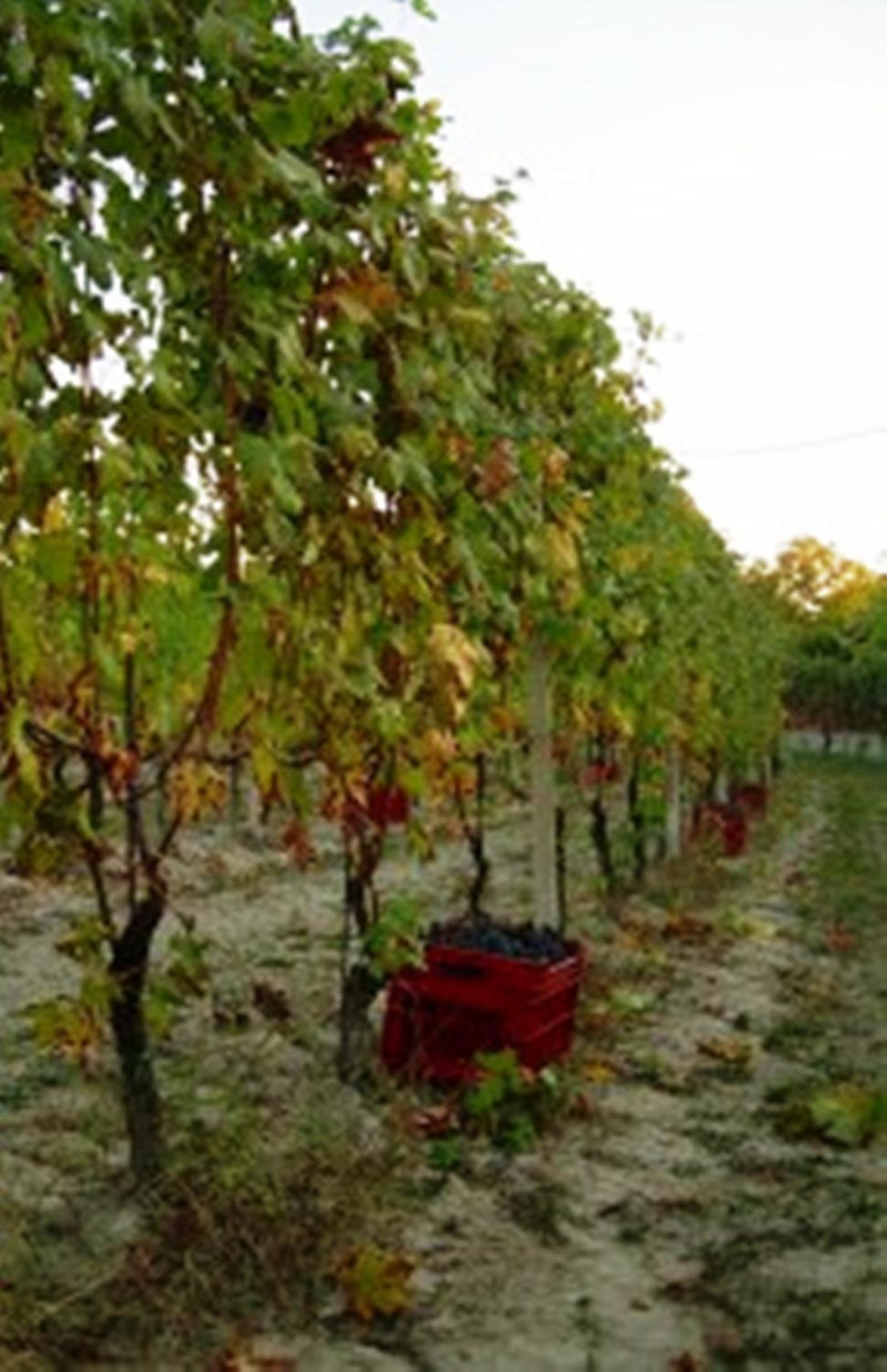 Agriturismo Foravia