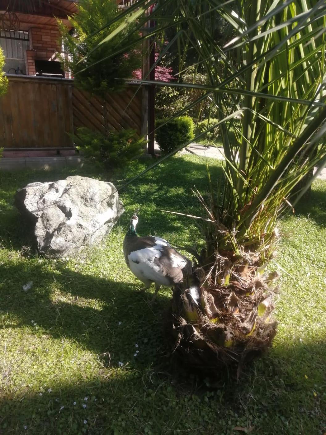 Vacation Home Nukri