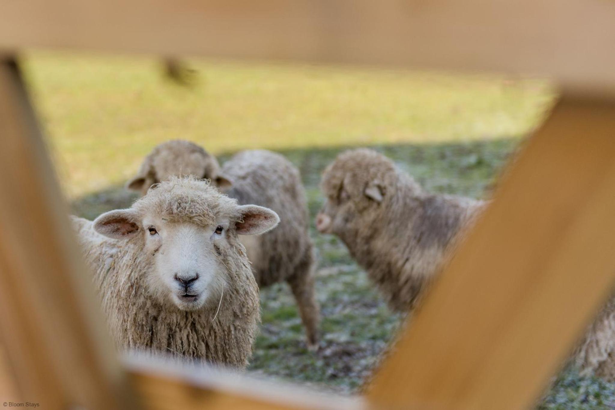 Romney Marsh Huts by Bloom Stays