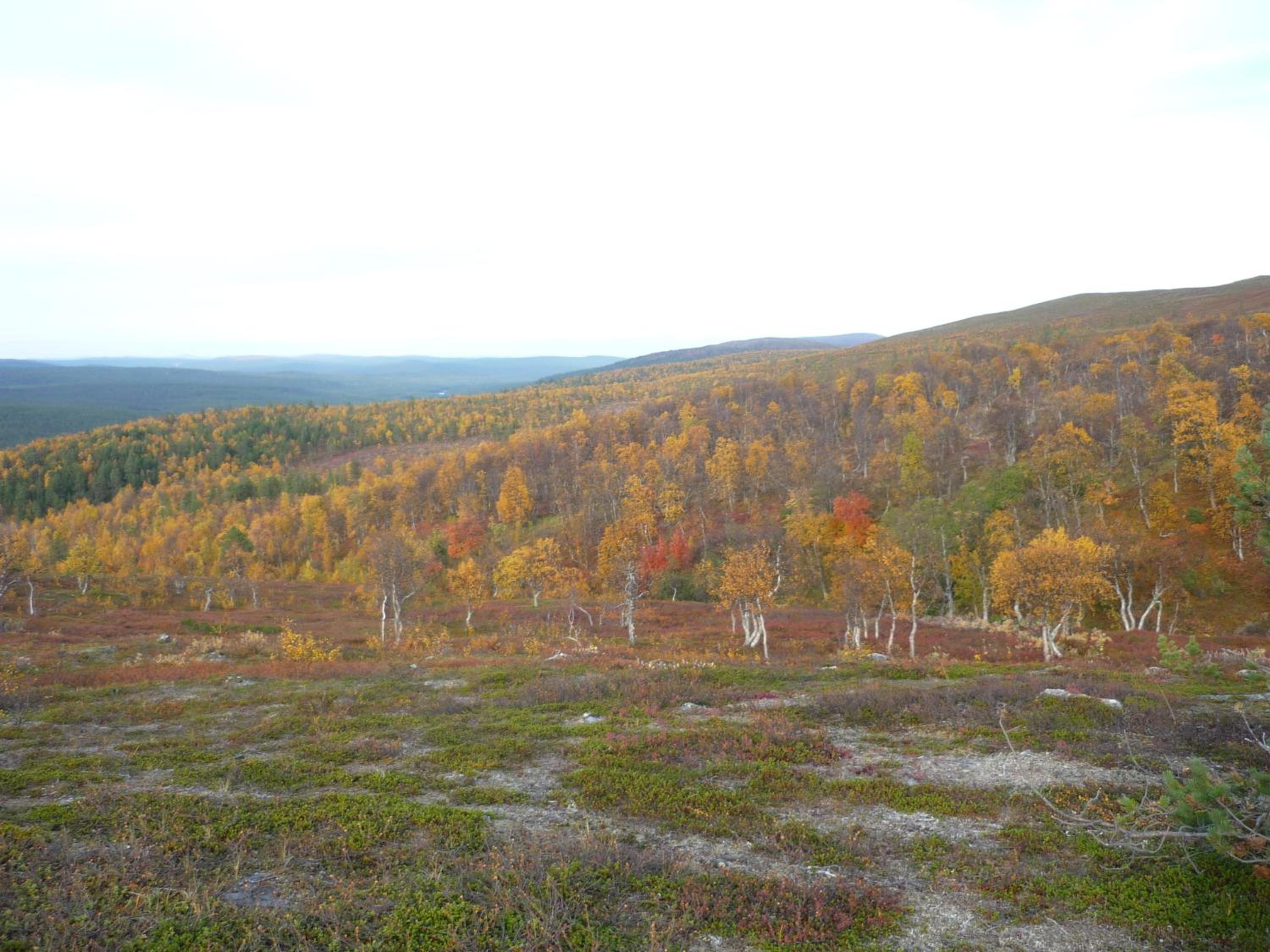 Lemmenjoen Lumo - Nature Experience & Accommodation