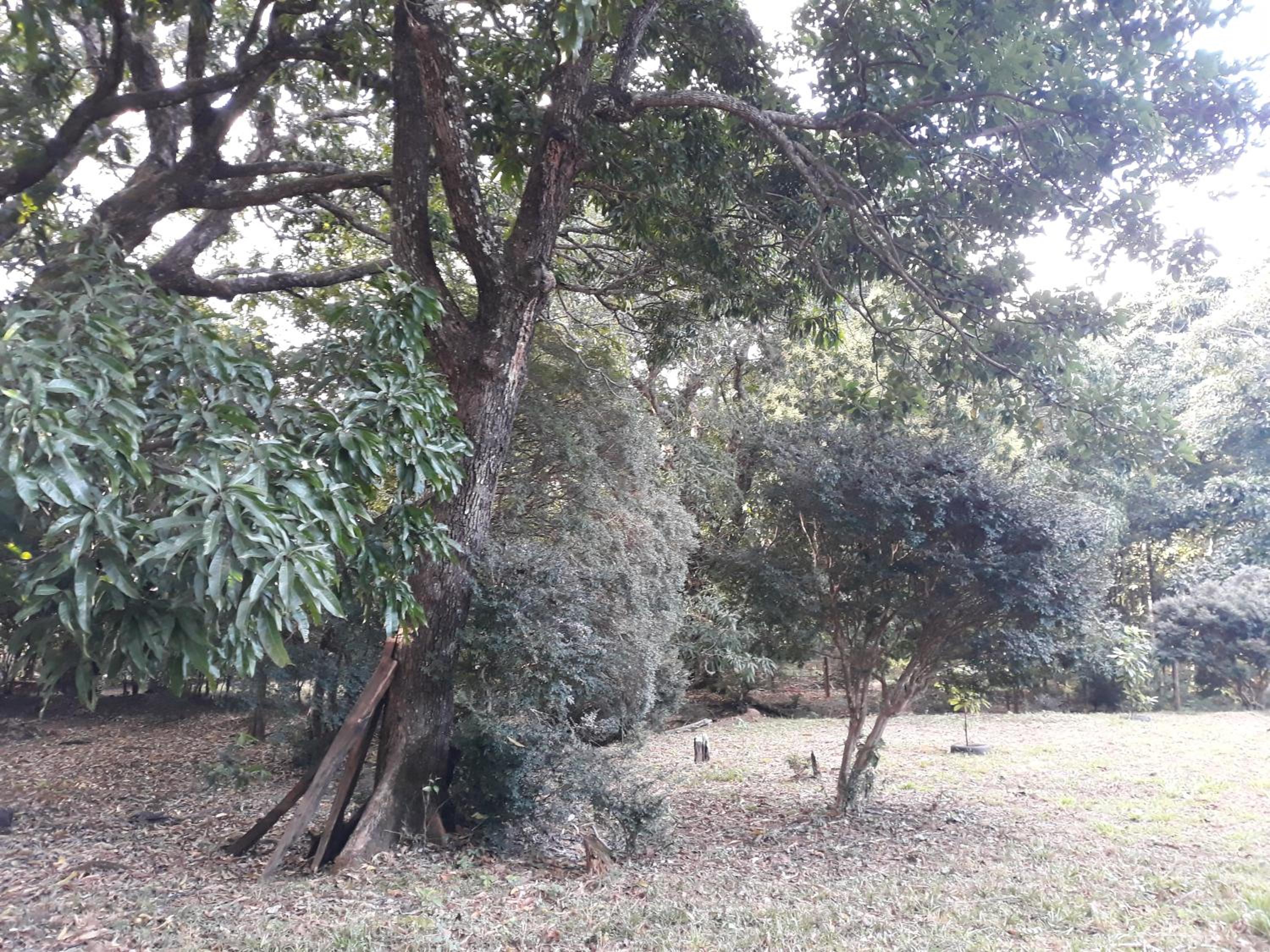 Chalé Veredas e Buritis