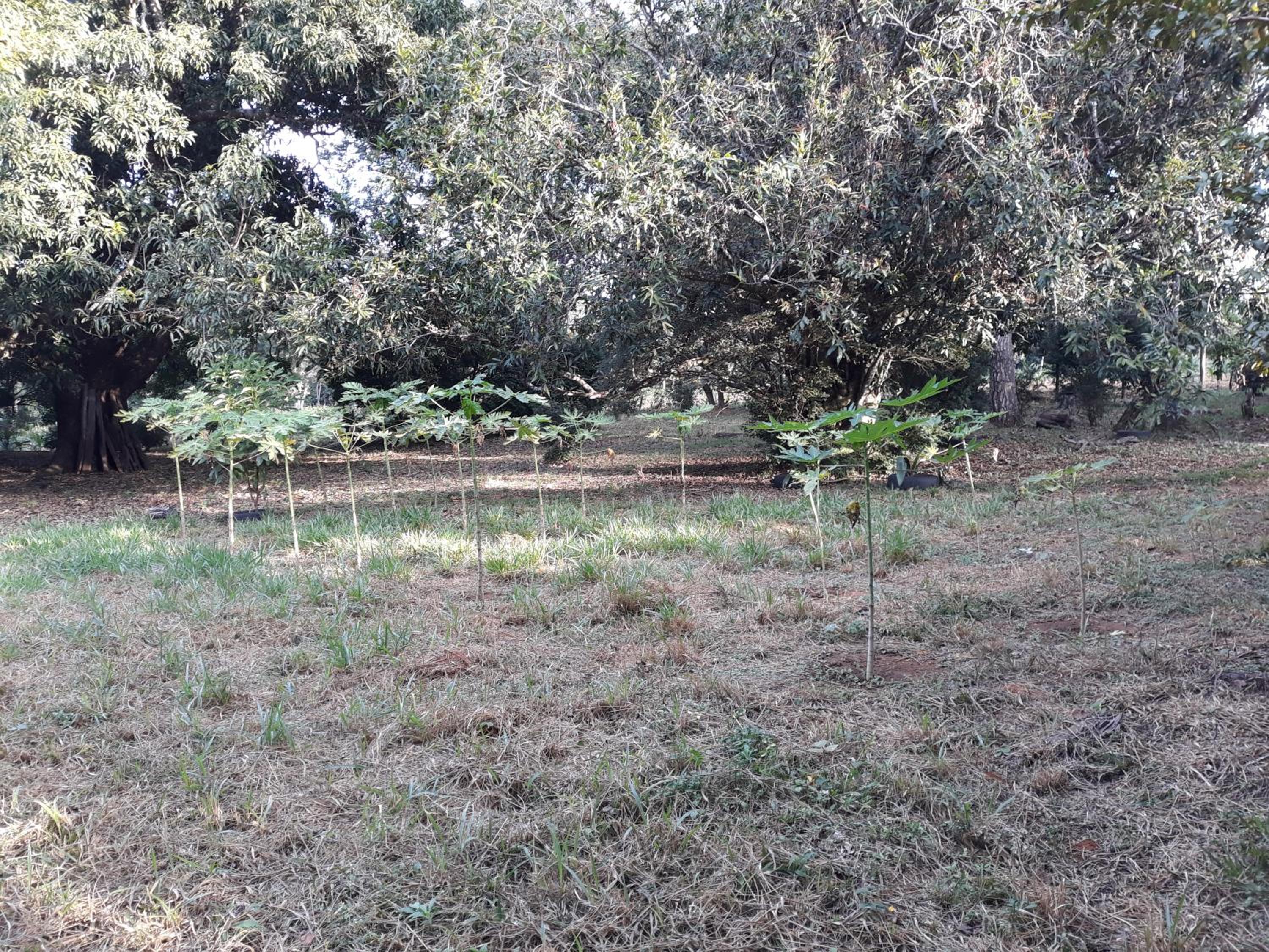 Chalé Veredas e Buritis