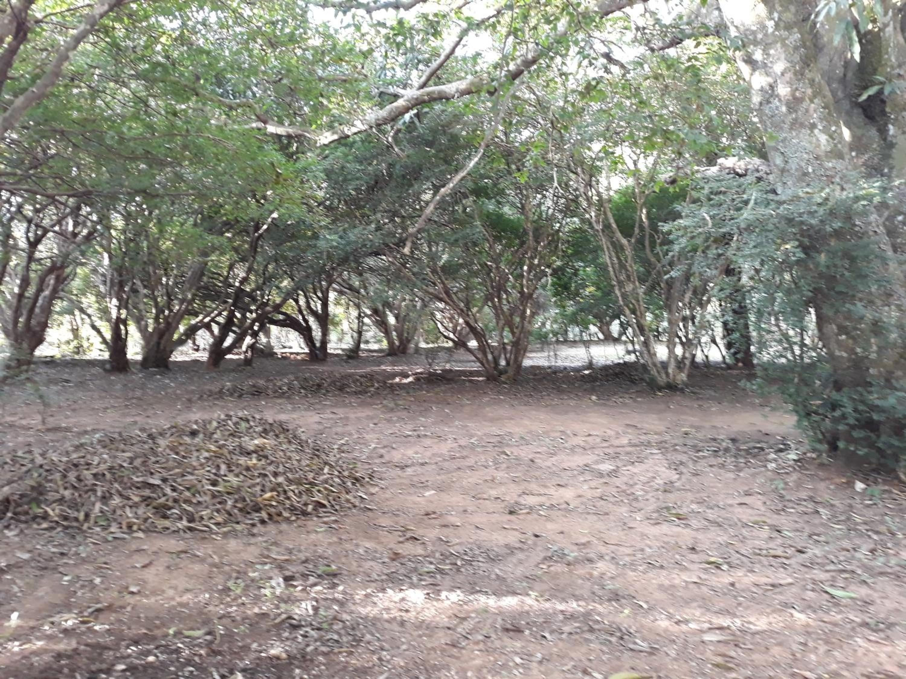 Chalé Veredas e Buritis