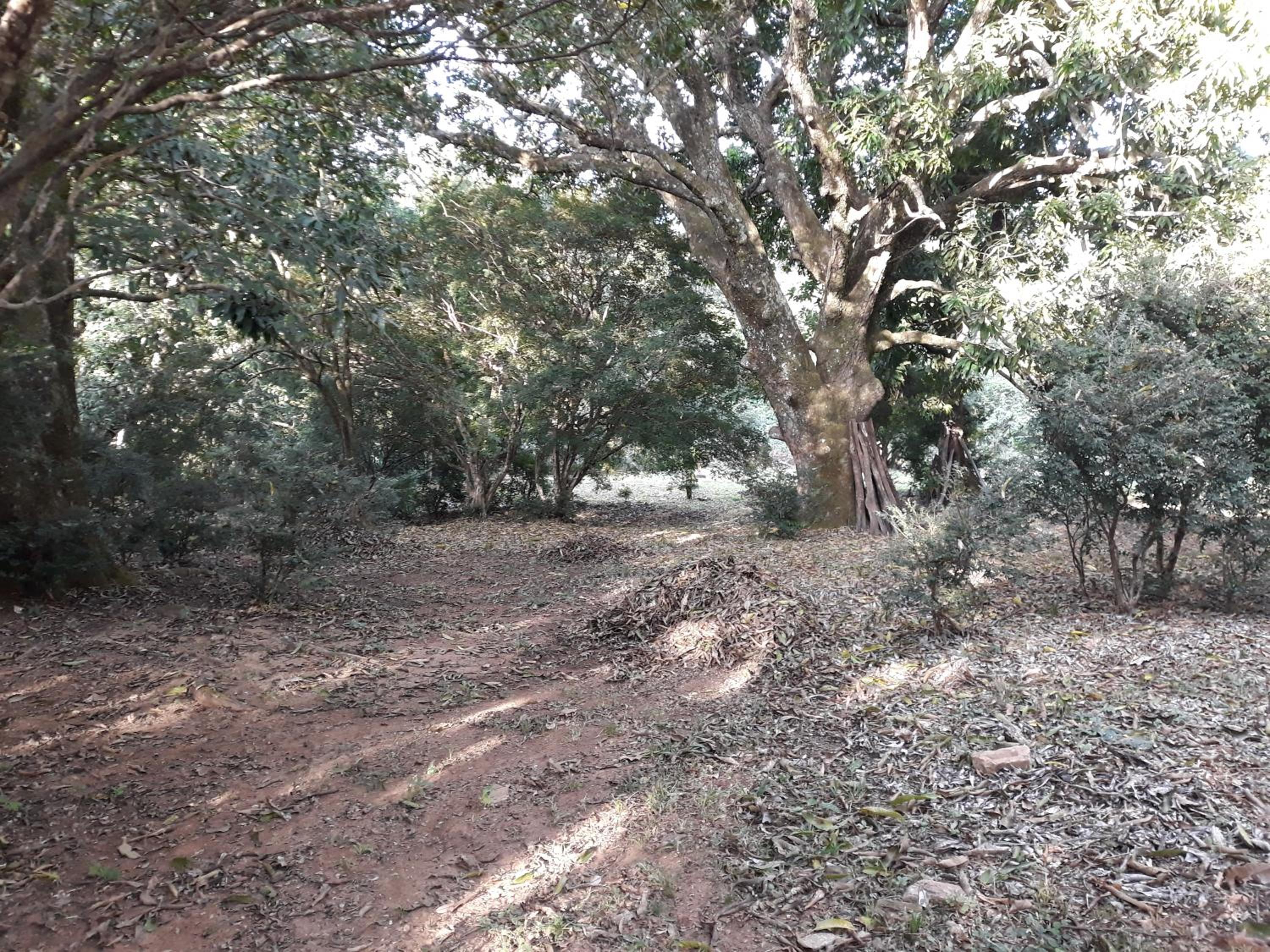 Chalé Veredas e Buritis