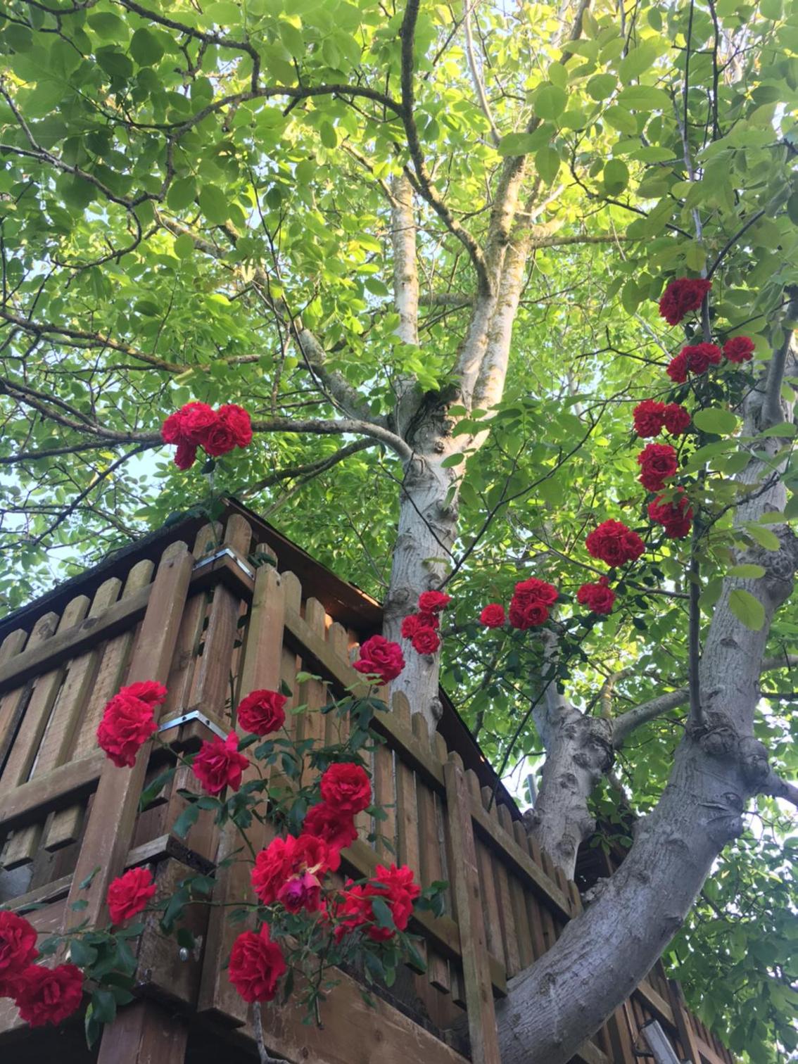 Casa "Le Rondinelle", photo 52