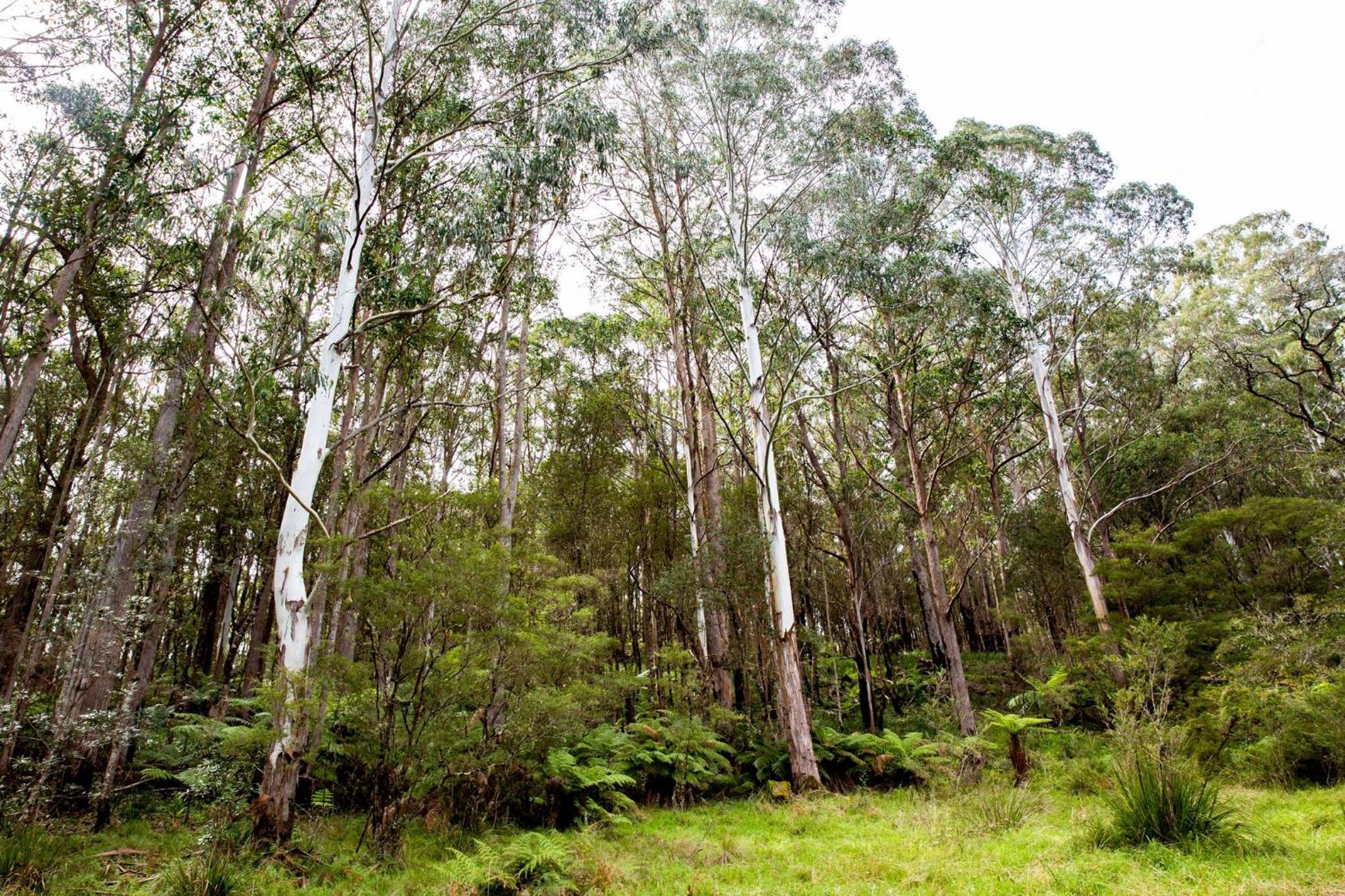 Dorrigo Bush Pepper Retreat