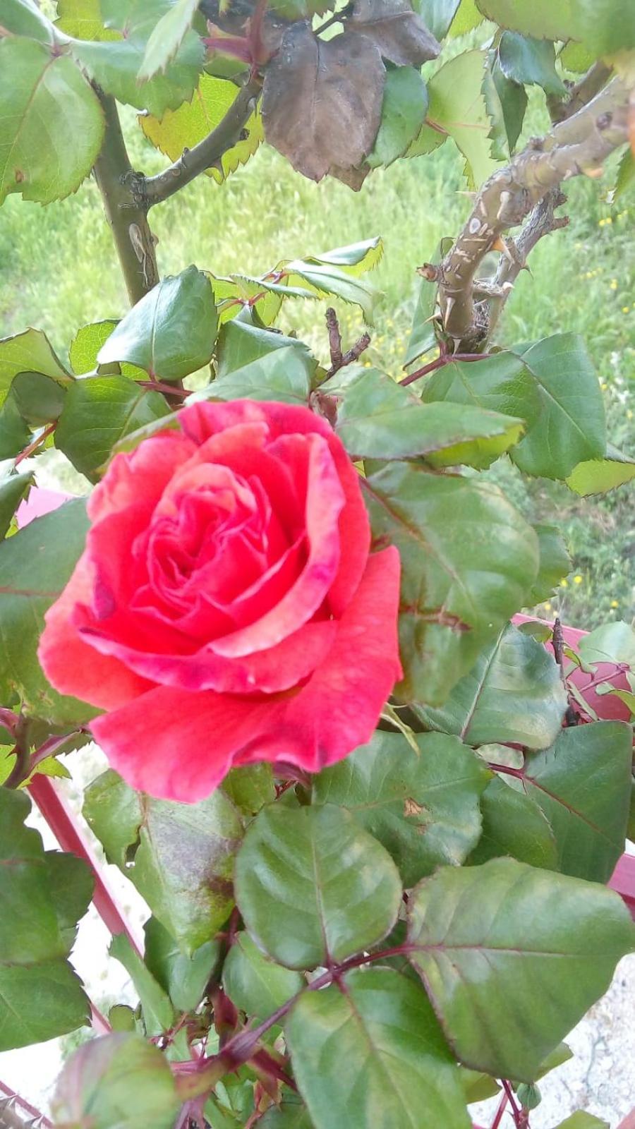 Photo 27
