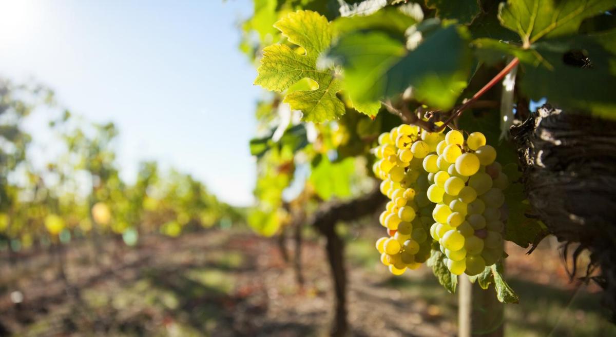 Clos des Vignes view 2