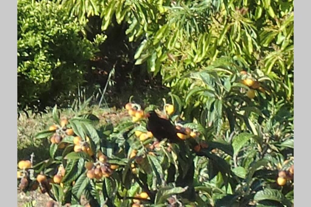 Photo 41
