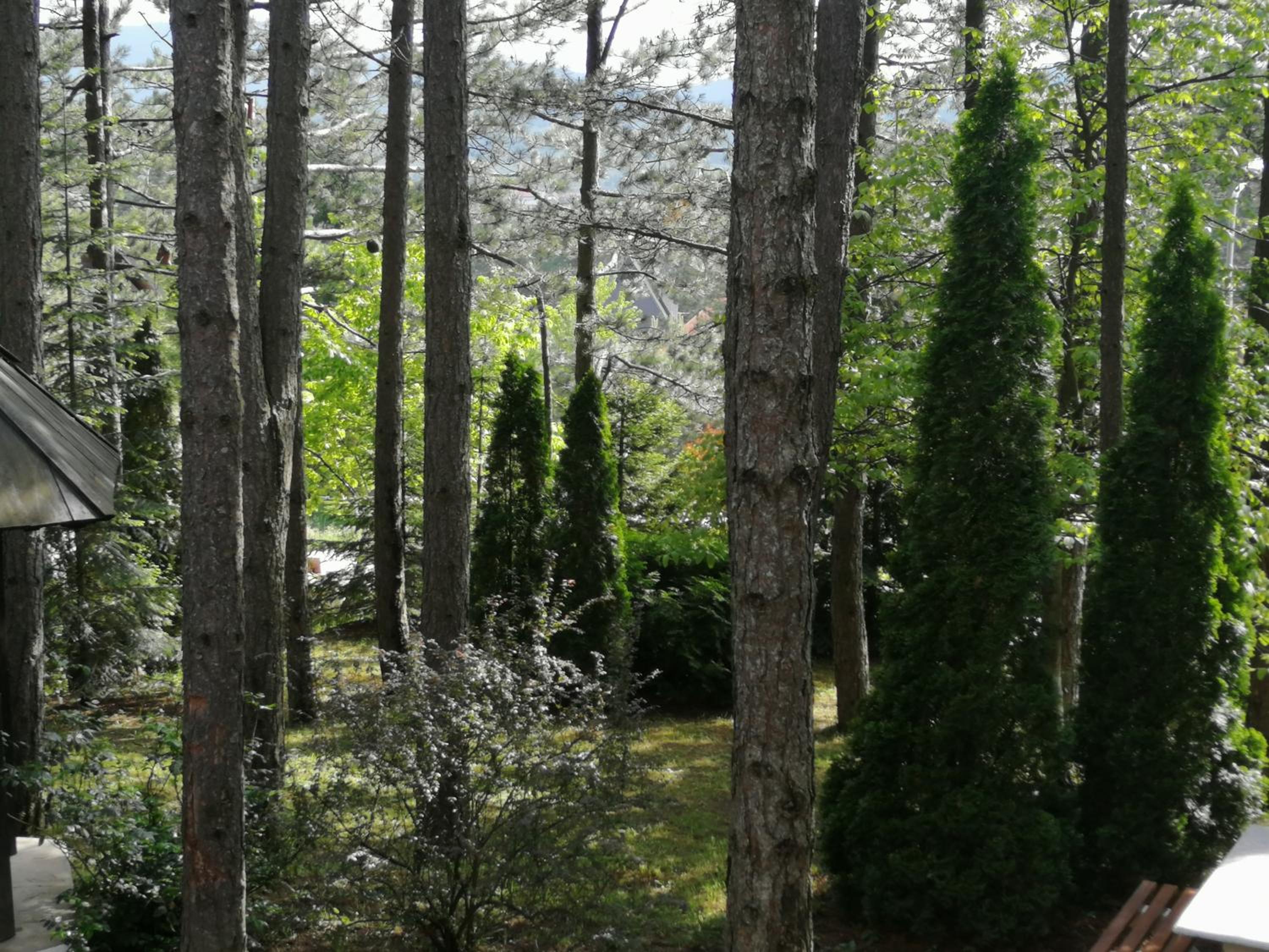 Photo 31