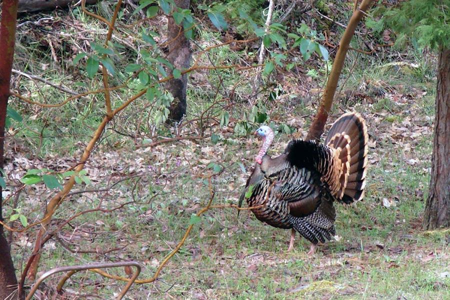Maple Leaf Motel - Property Image 11