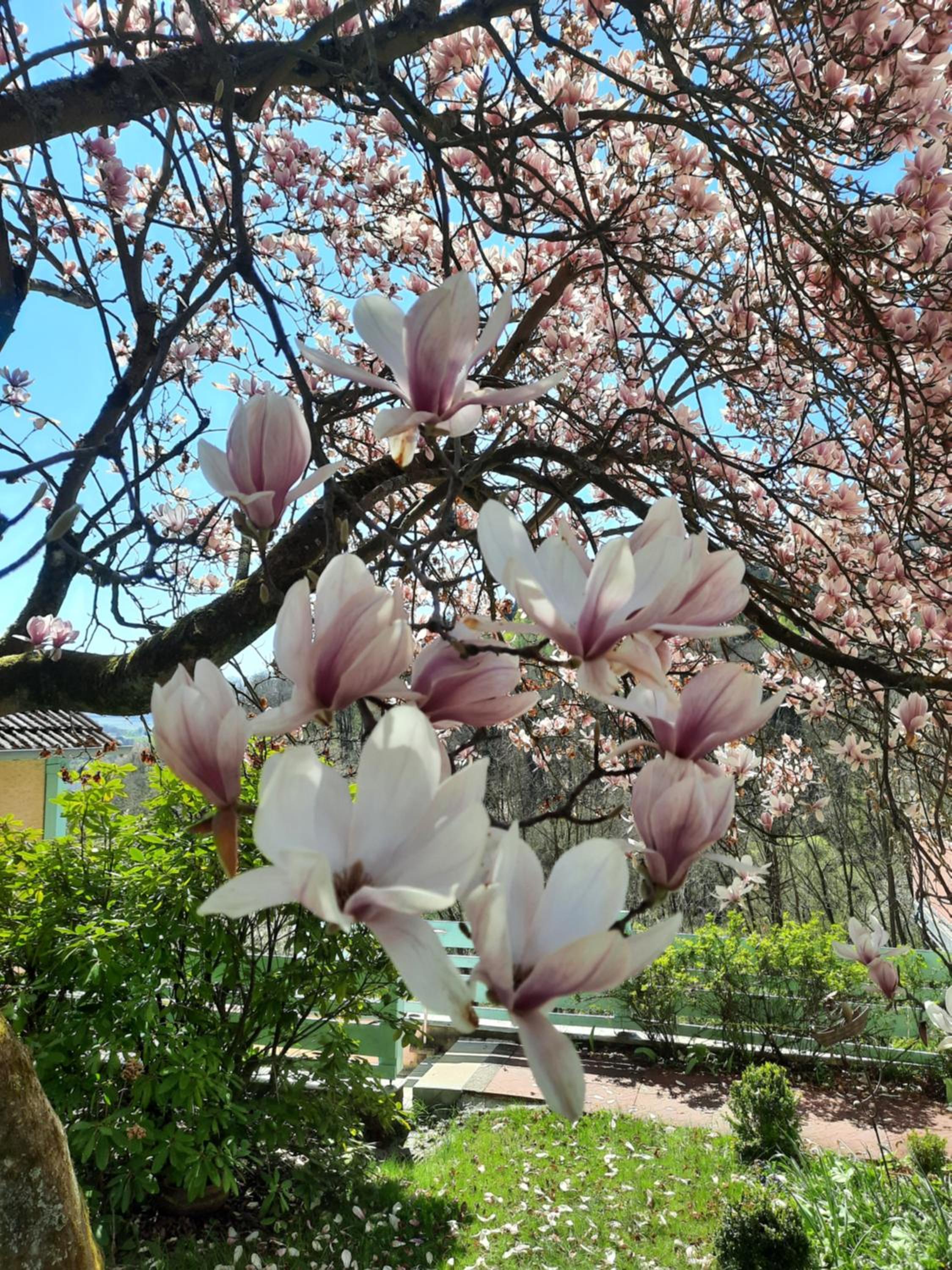 Rottgarten, photo 43