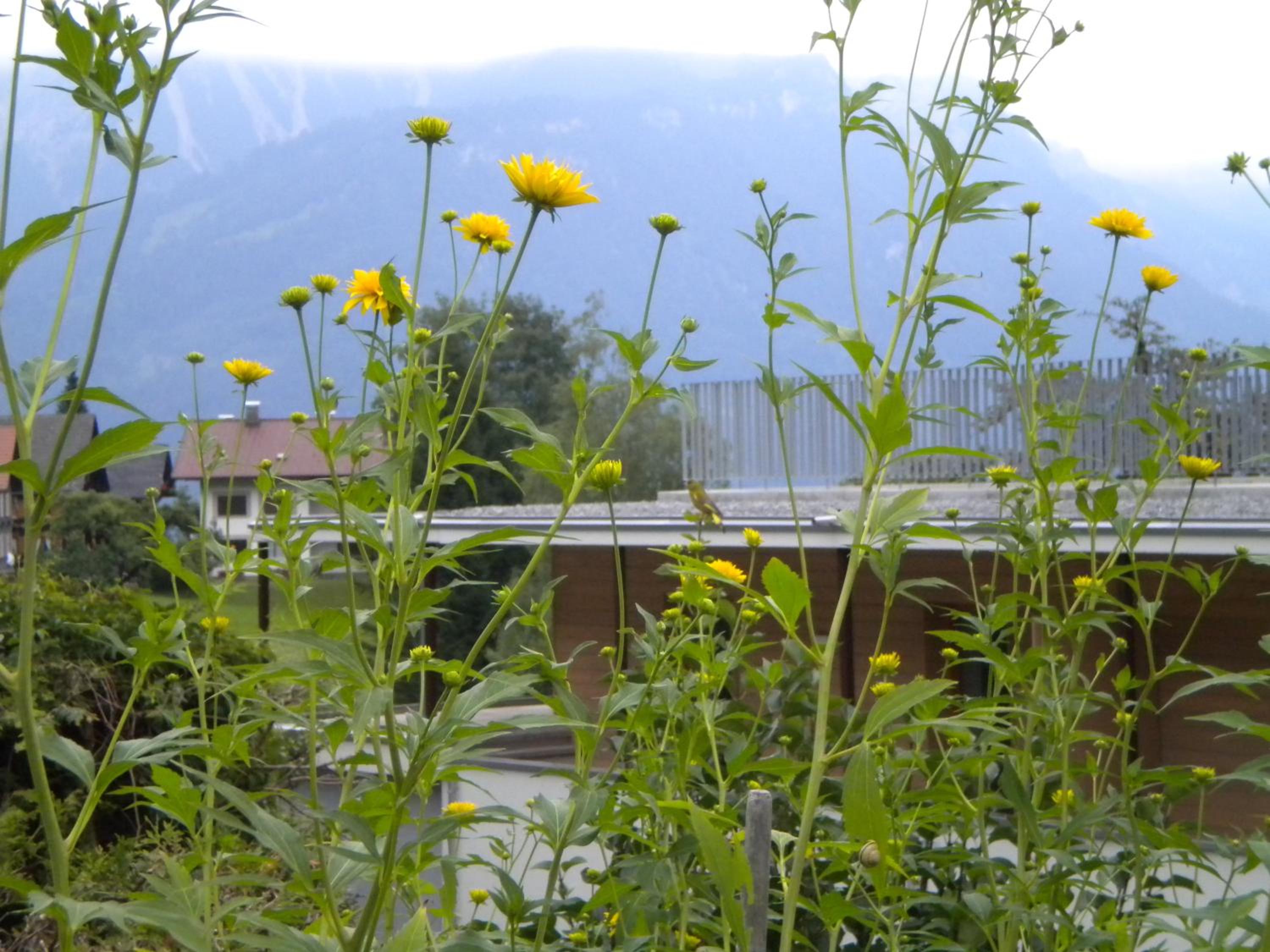 Hotel Garni Brigitte