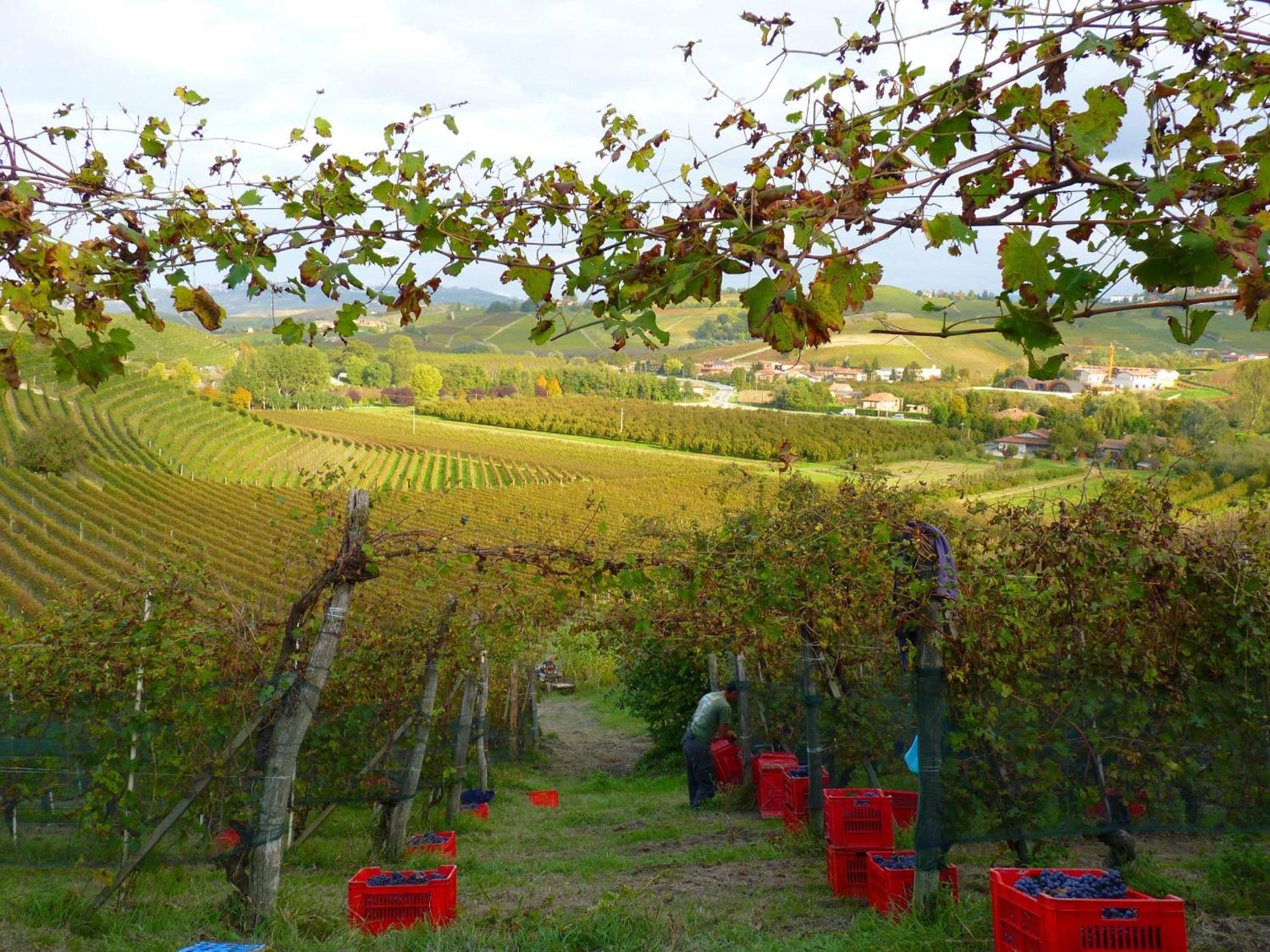 Agriturismo Viticcio