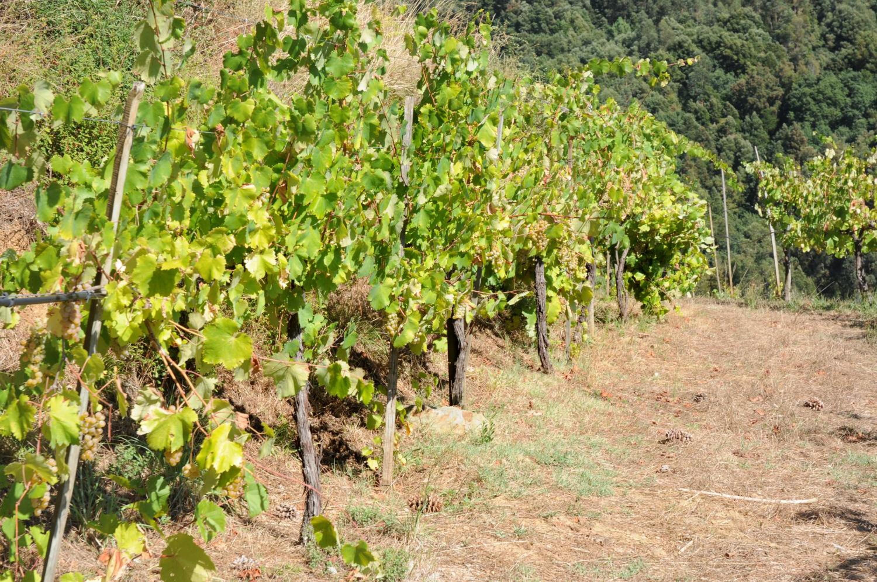 Quinta Das Escomoeiras