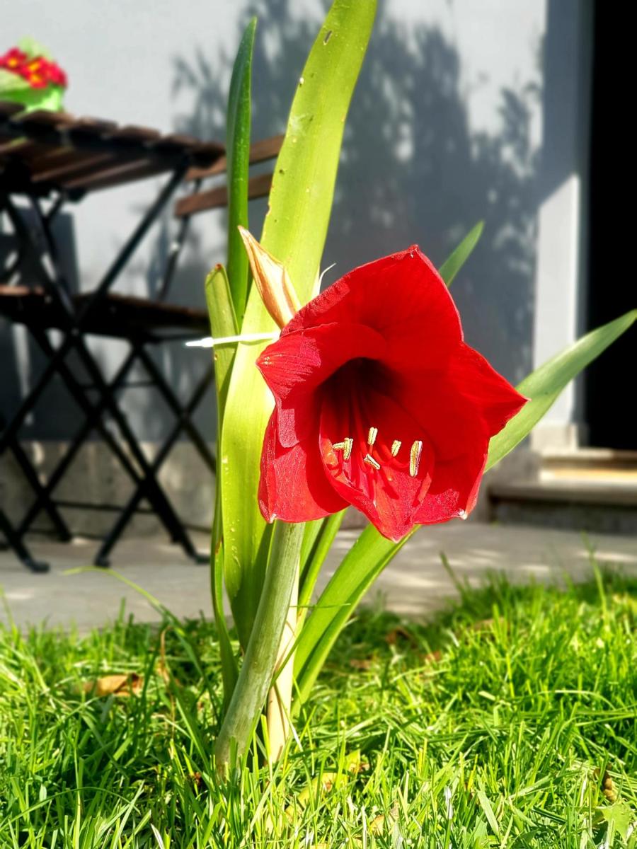 Photo 45