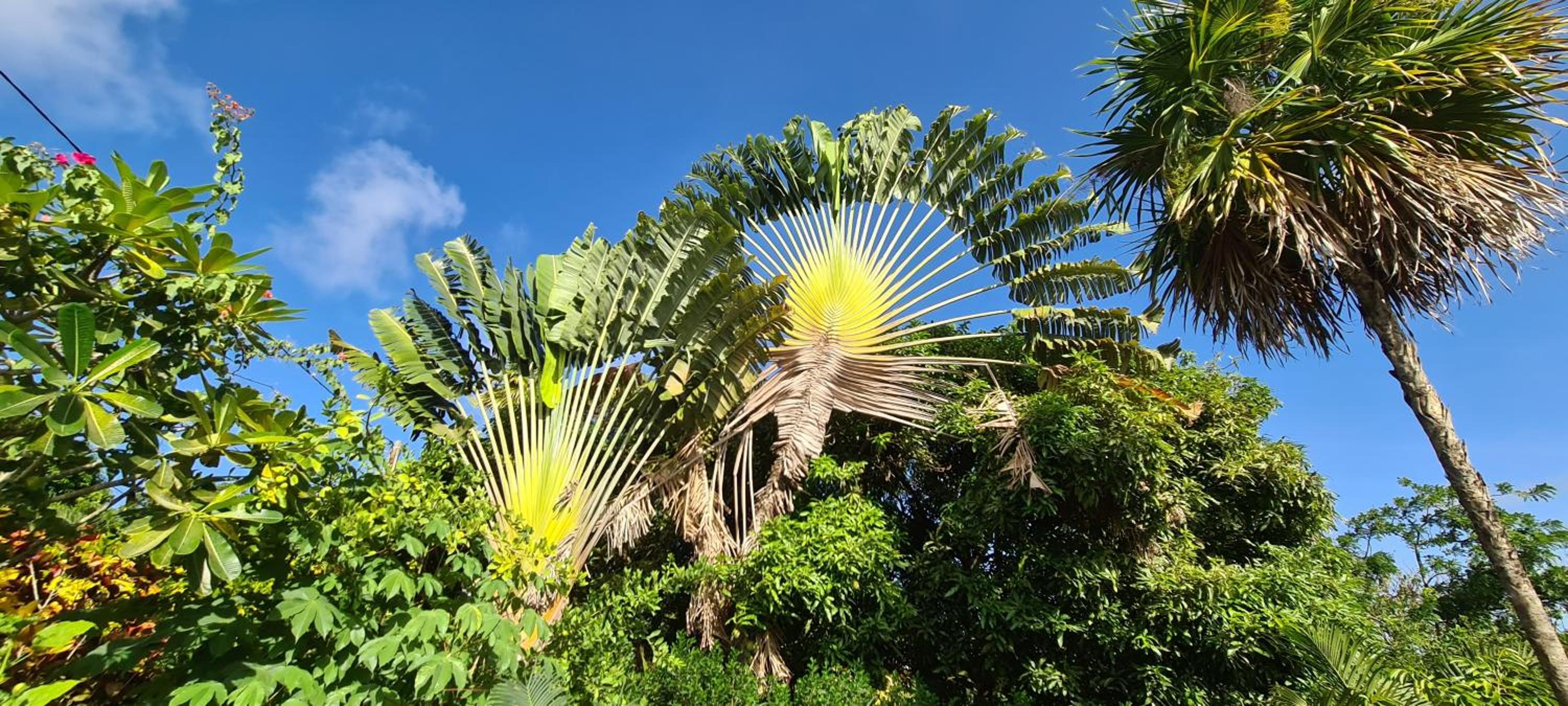 Residence Can' Hibiscus view 4