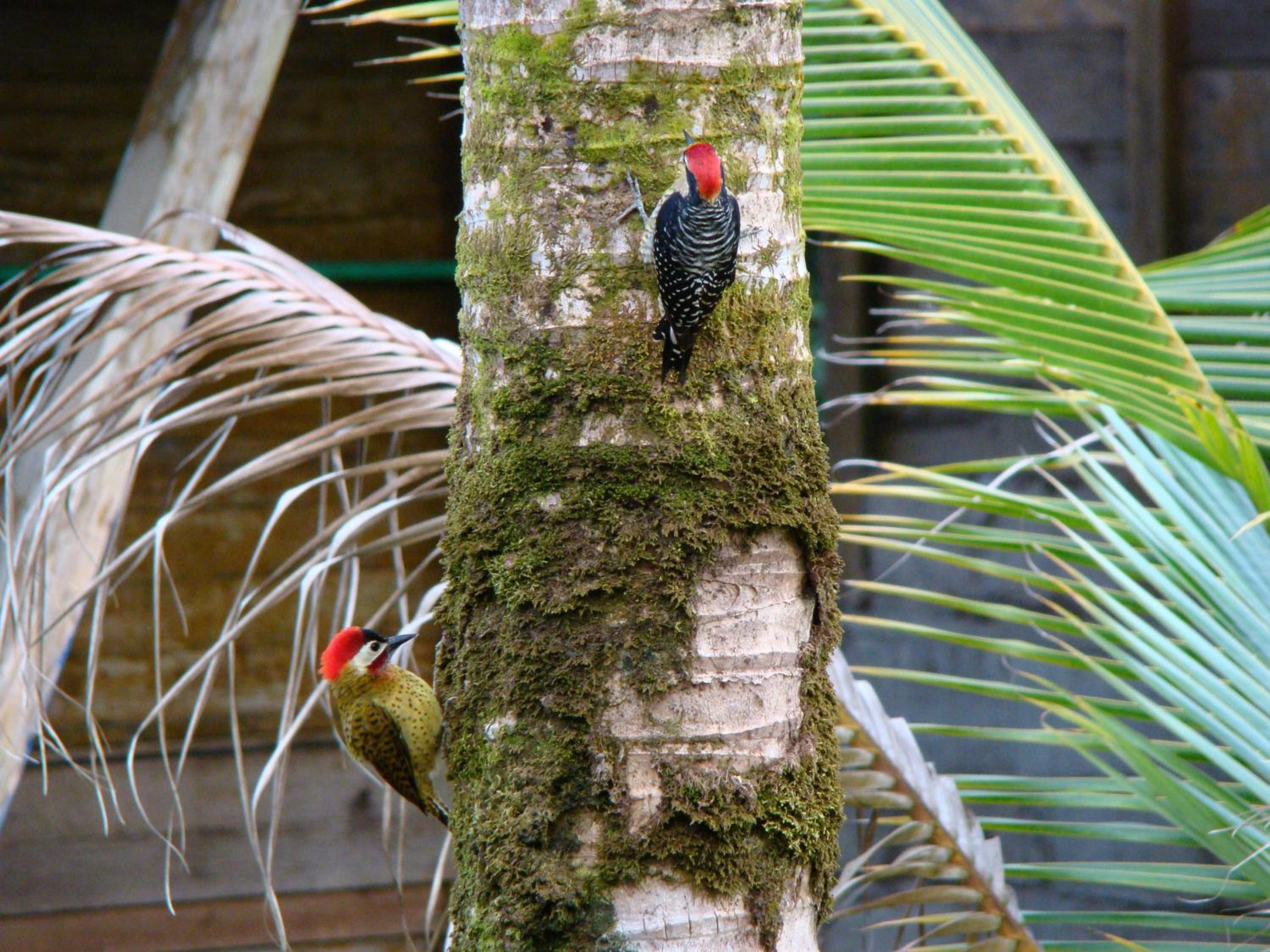 Playa de Oro Lodge