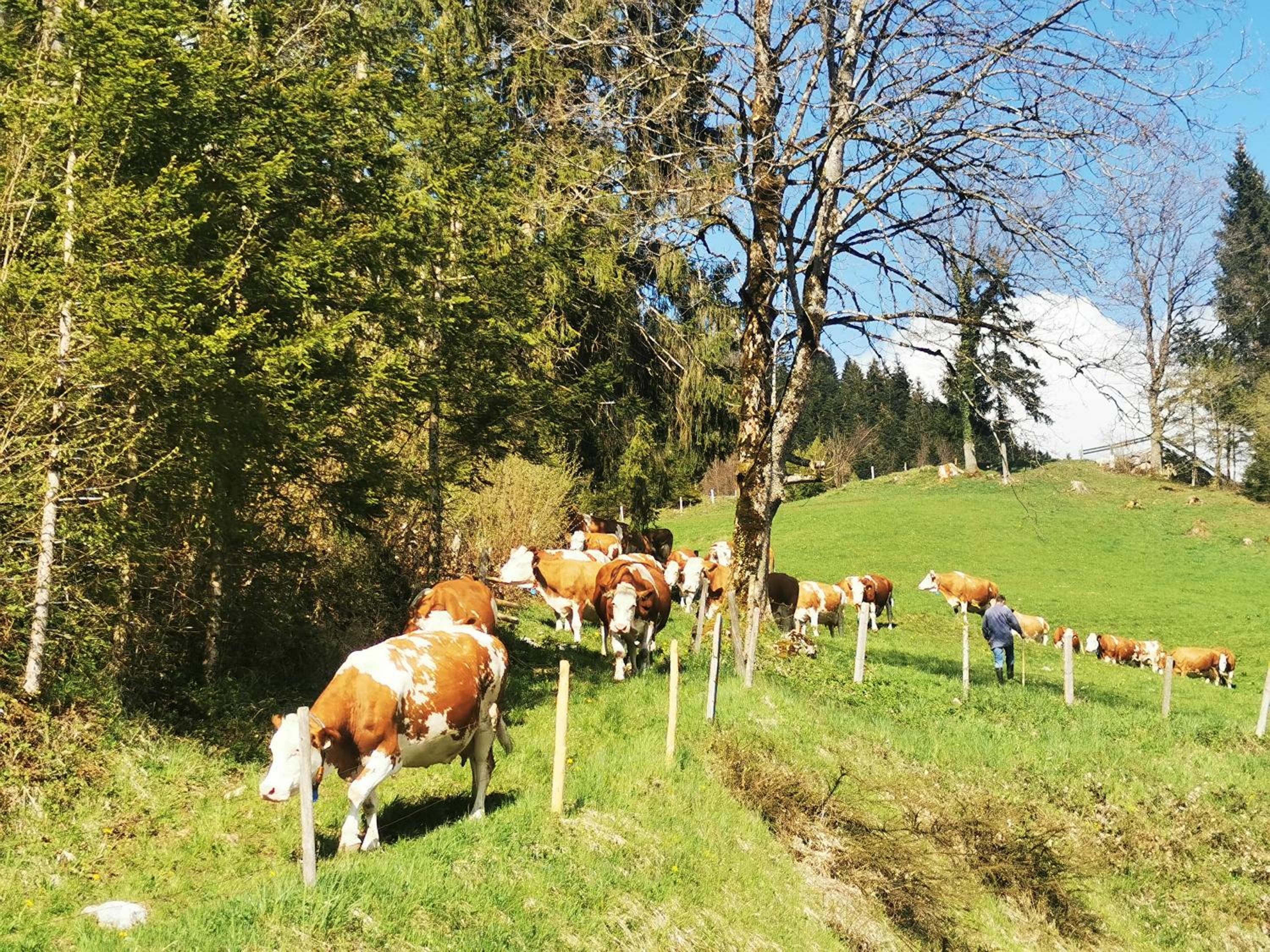 Biobauernhof und Ferienhaus Riederbauer