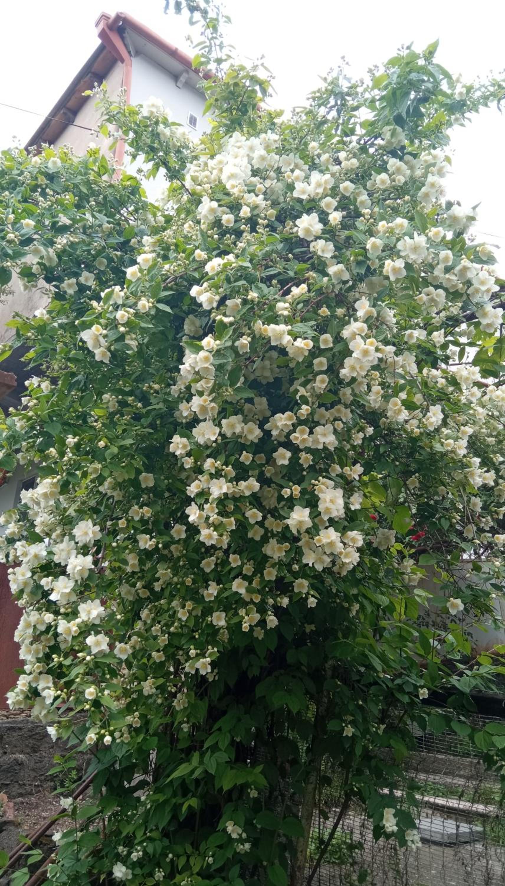 Photo 40
