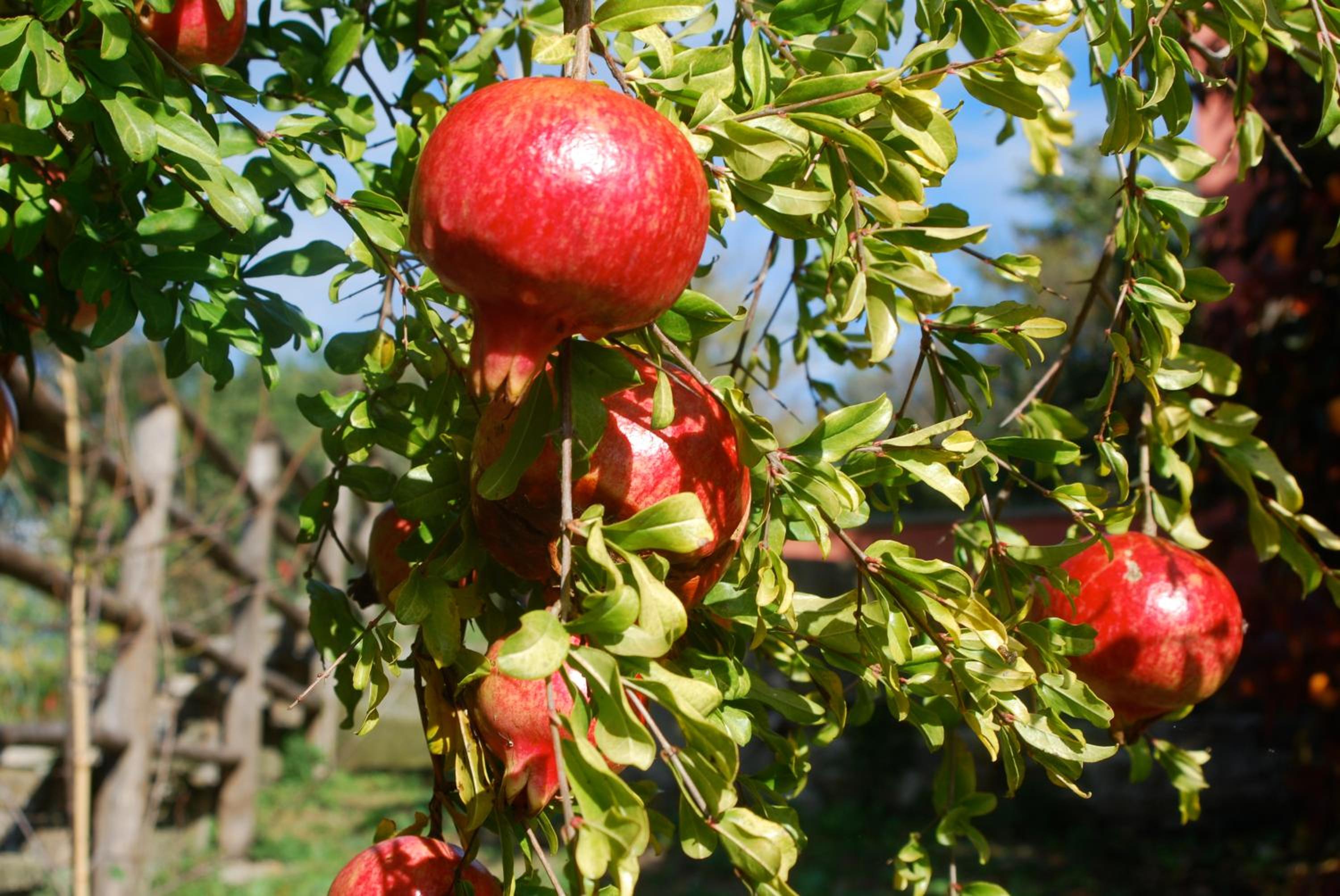 Tenuta San Savino delle Rocchette