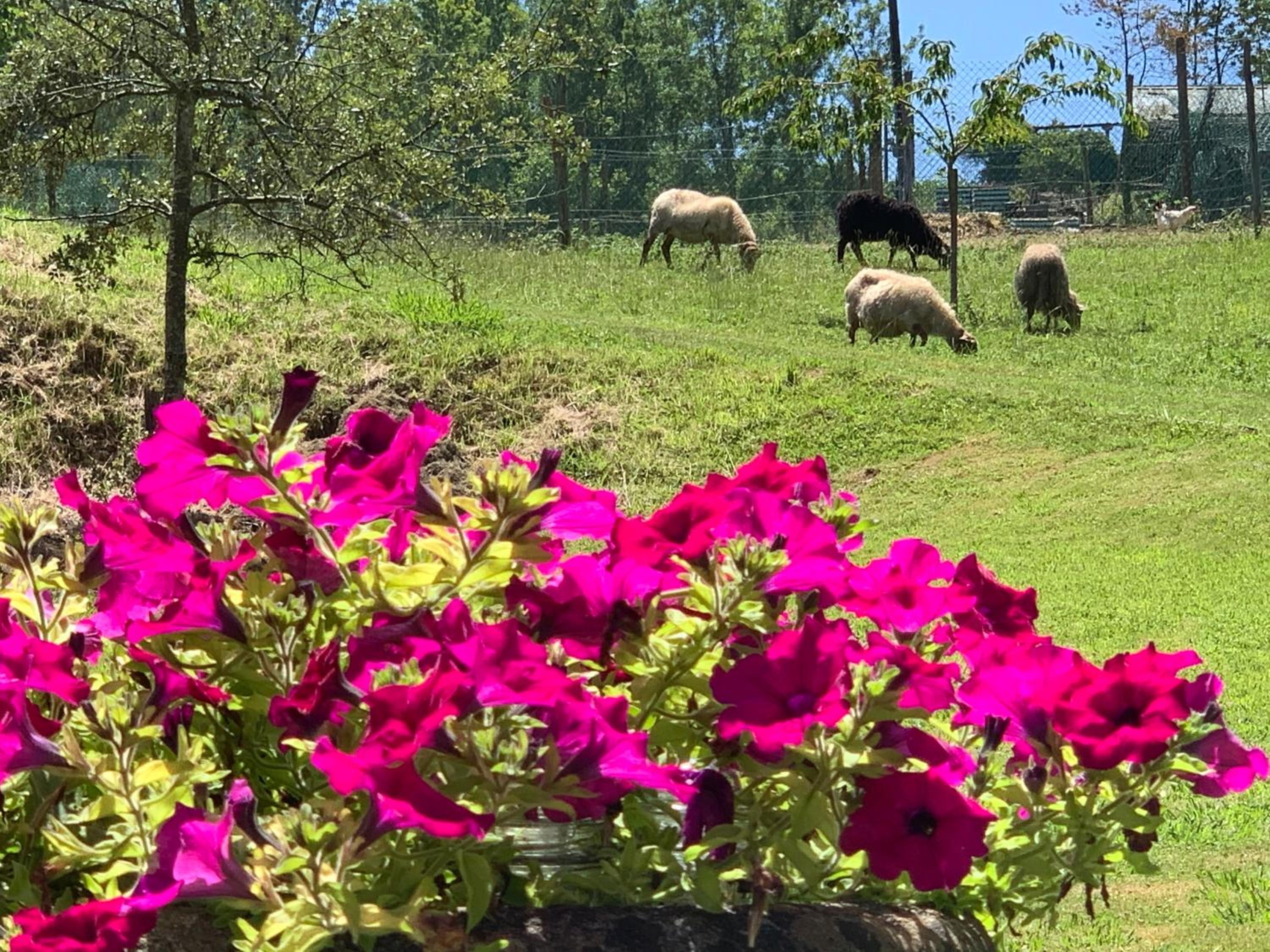 Agroturismo Urresti