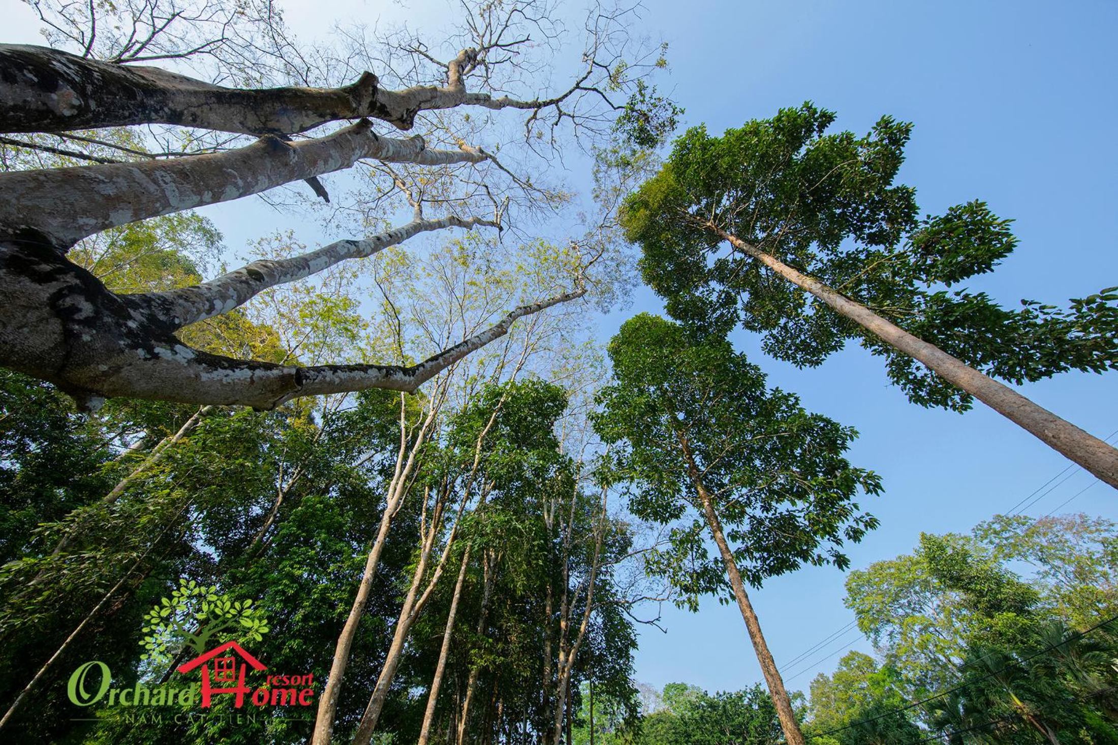 Orchard Home Nam Cat Tien