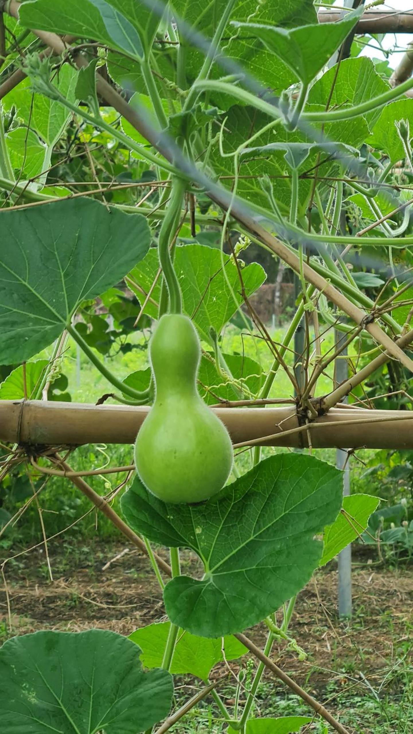Orchard Home Nam Cat Tien