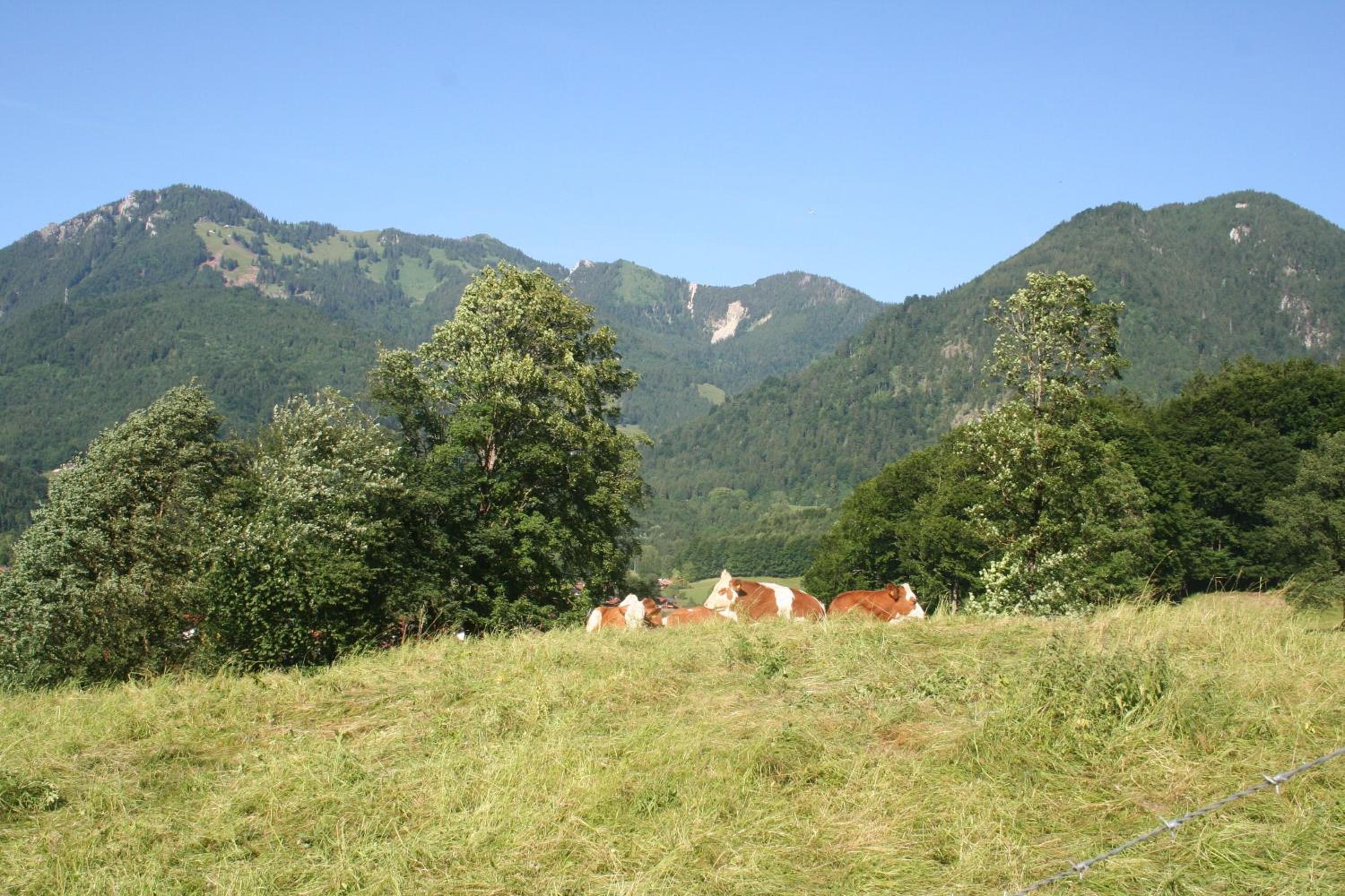 Photo 41
