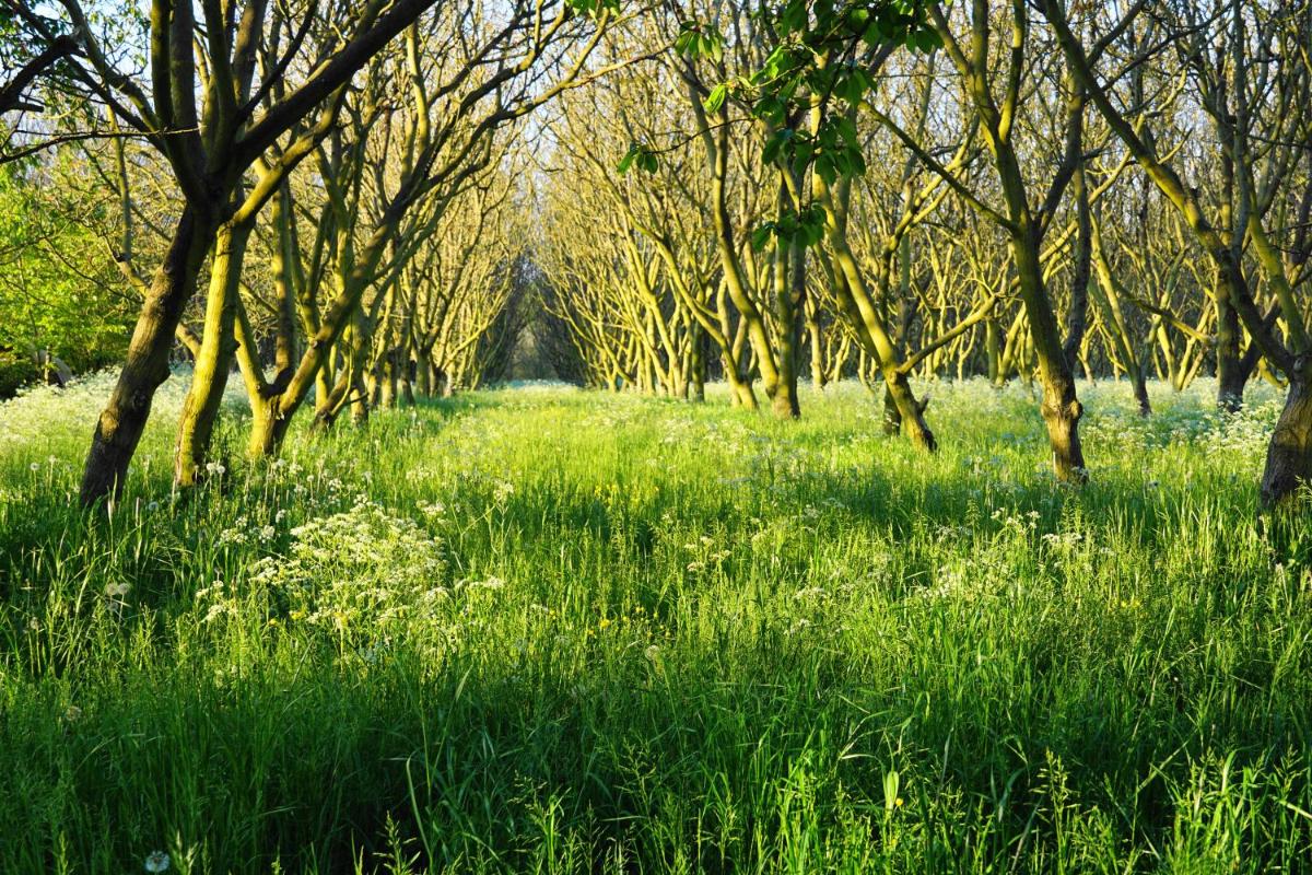 Le Chemin