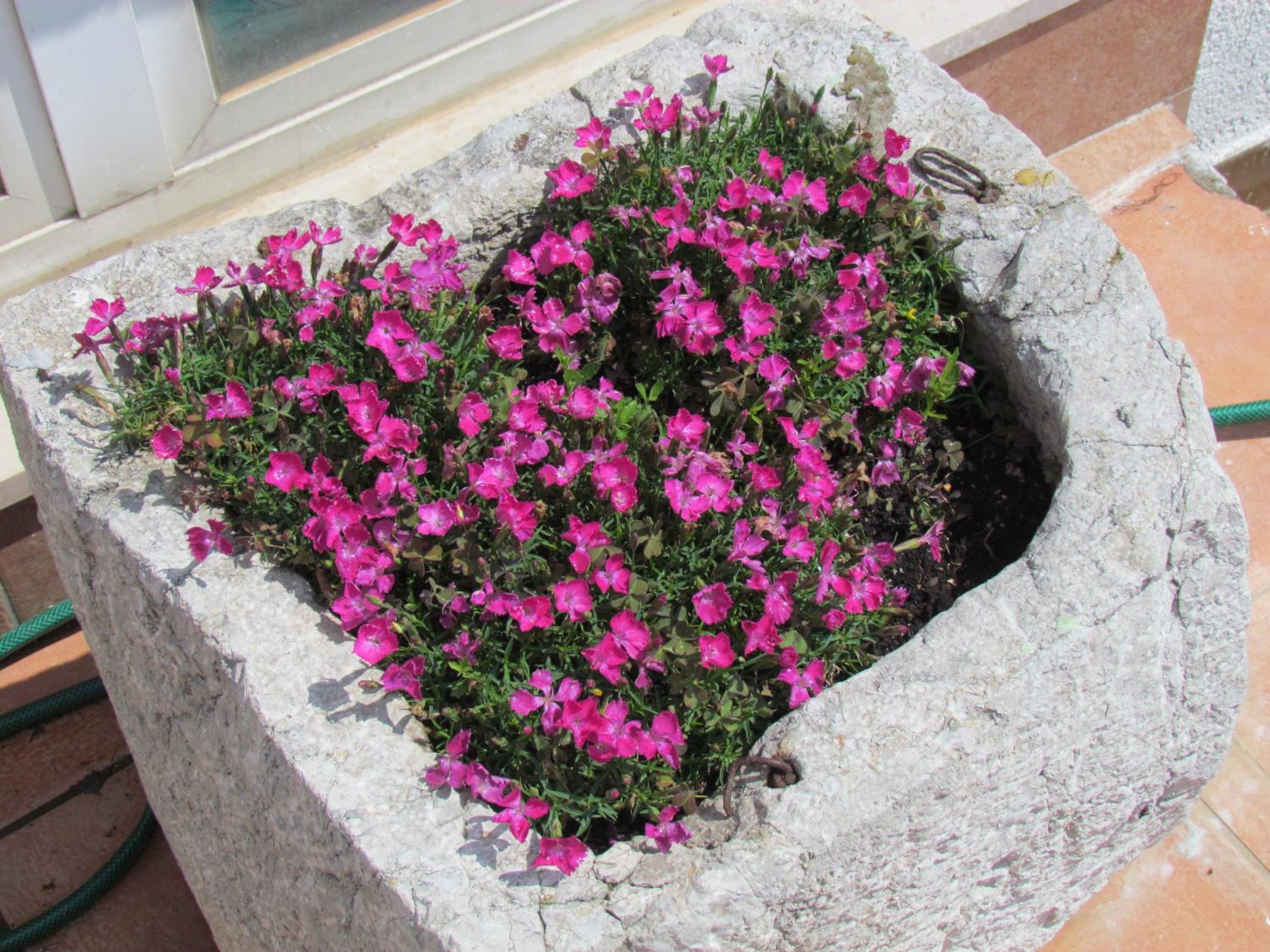 Apartment Kamenica