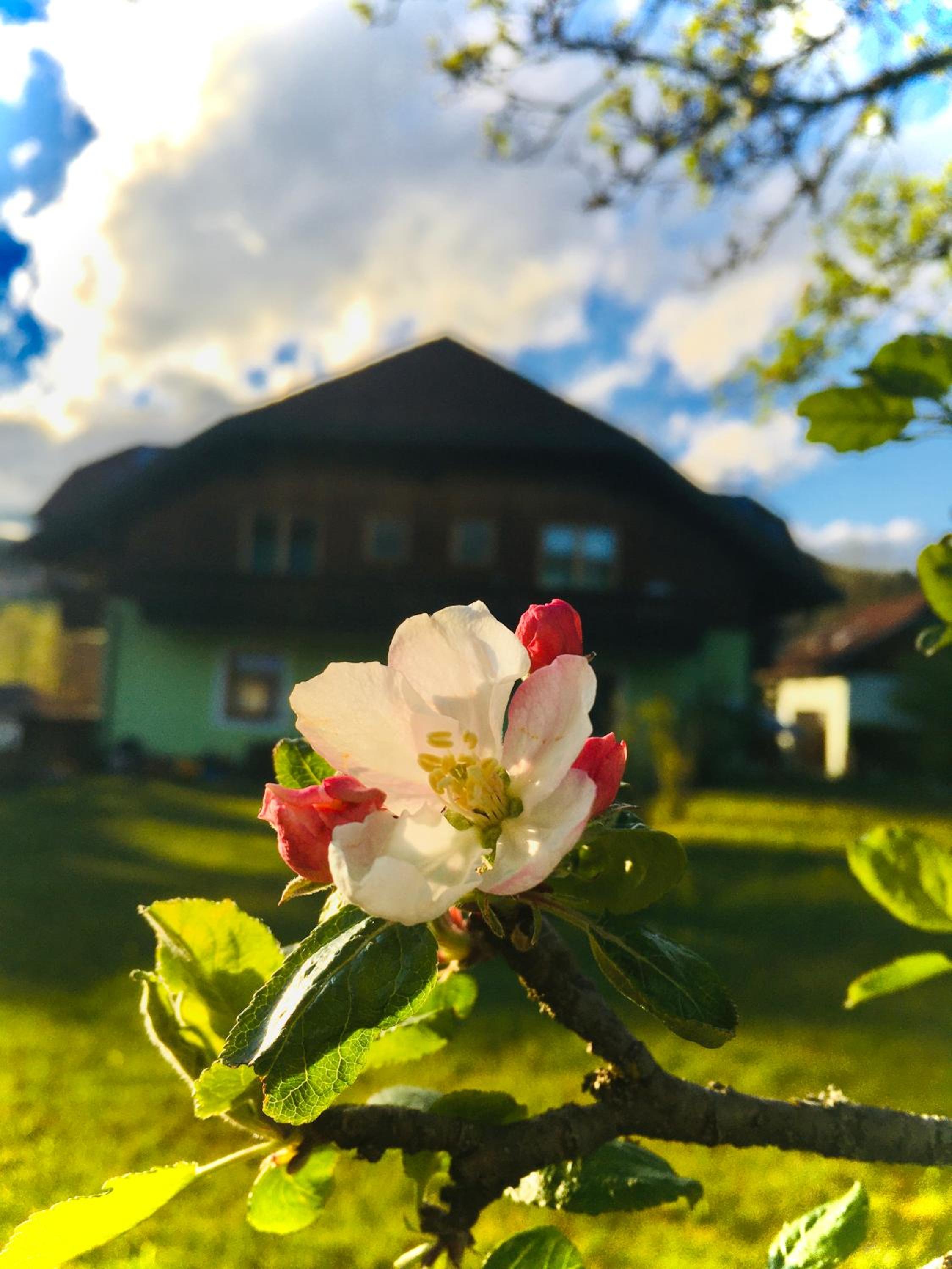 Haus Seerose