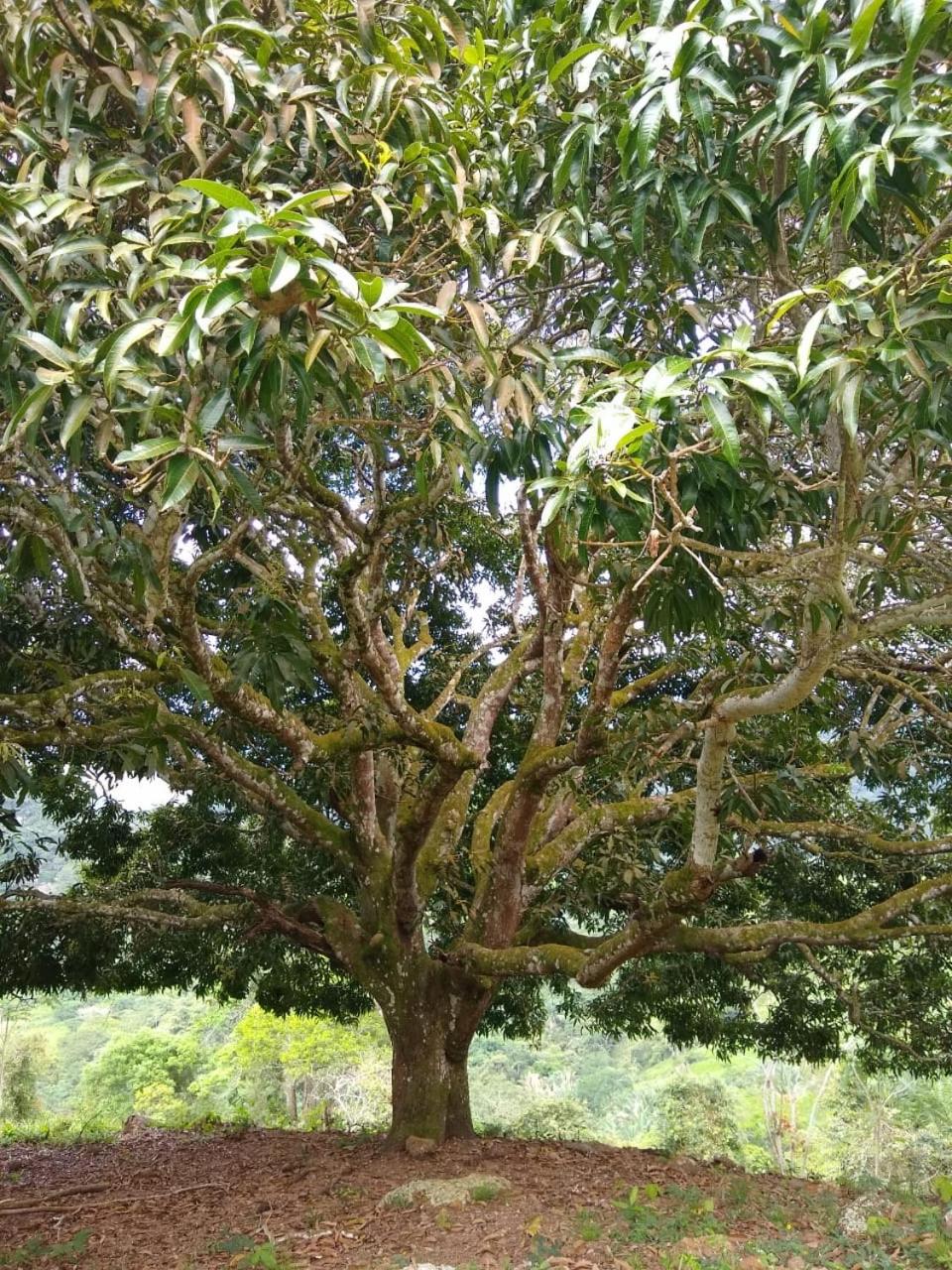 Finca Peñitas