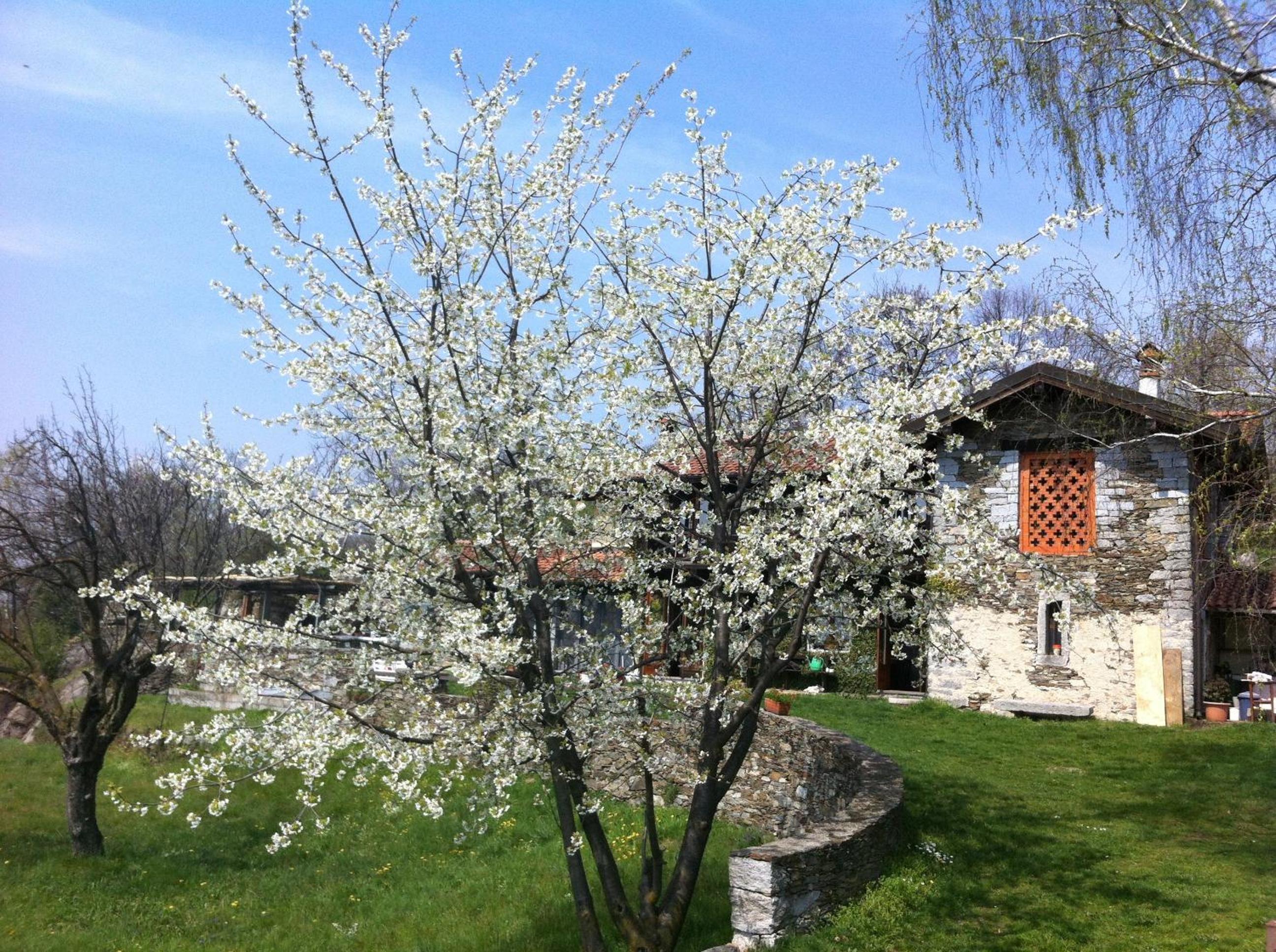 Il Ciliegio Selvatico view 5