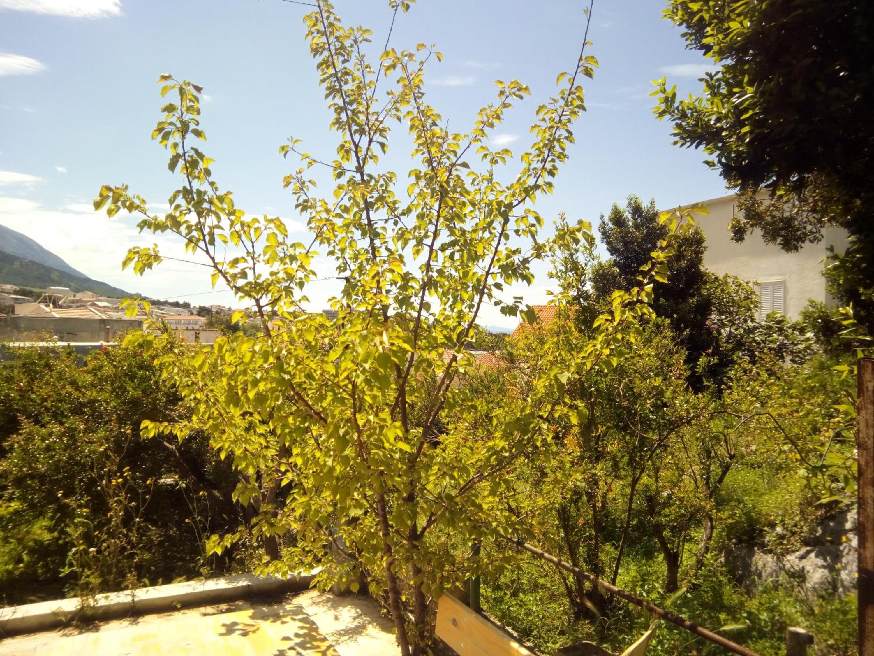 Photo 52