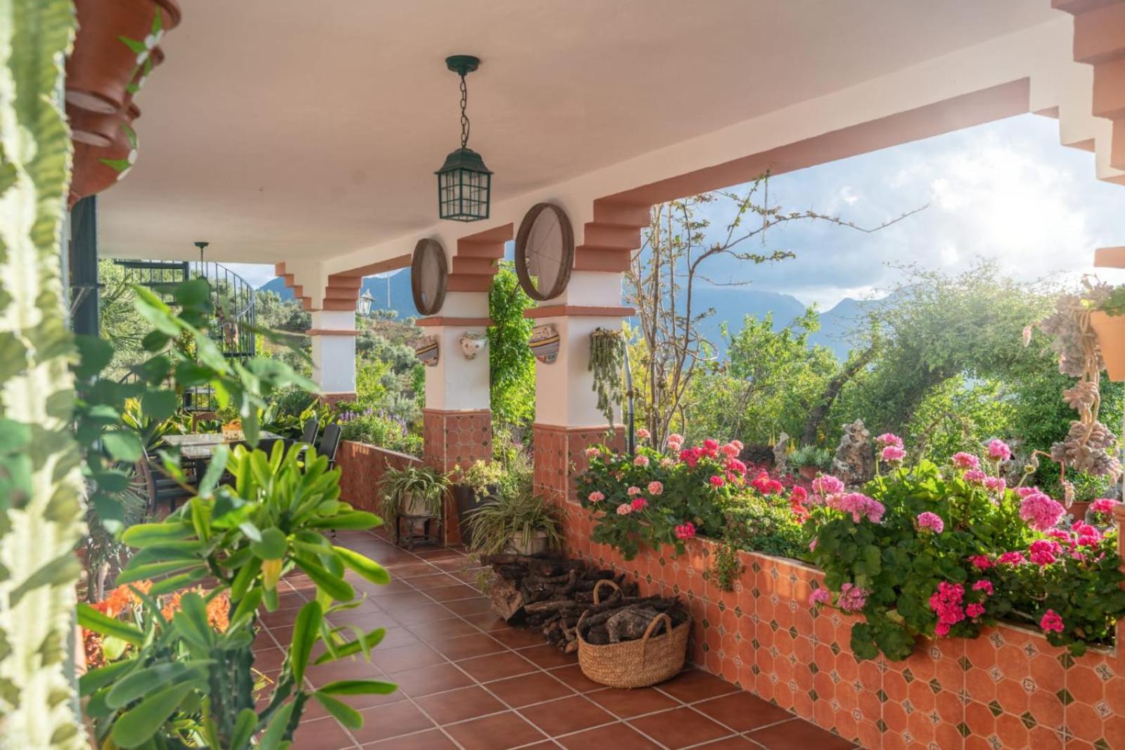 LOS CACTUS view 4
