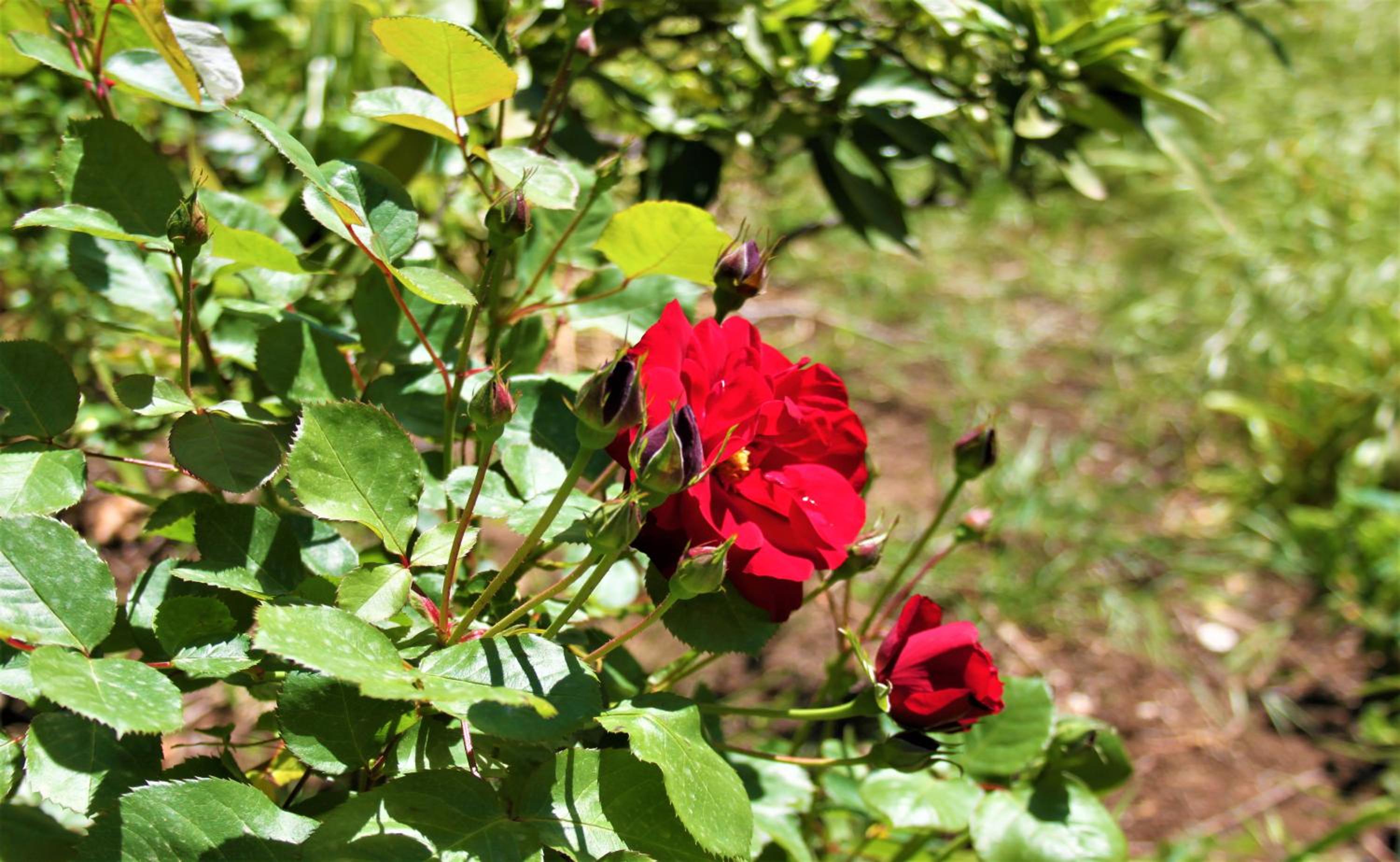 Photo 7