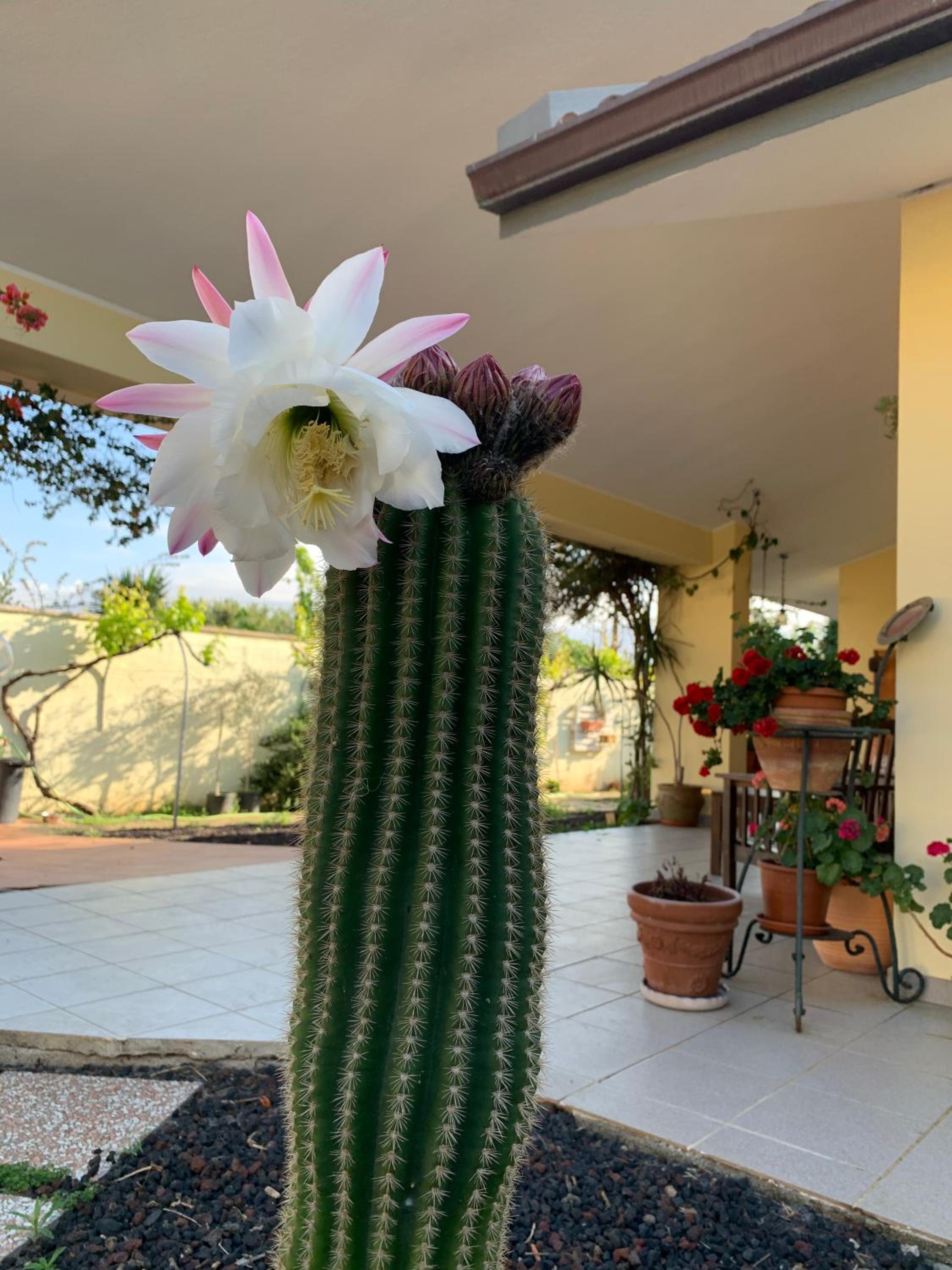 I Gerani