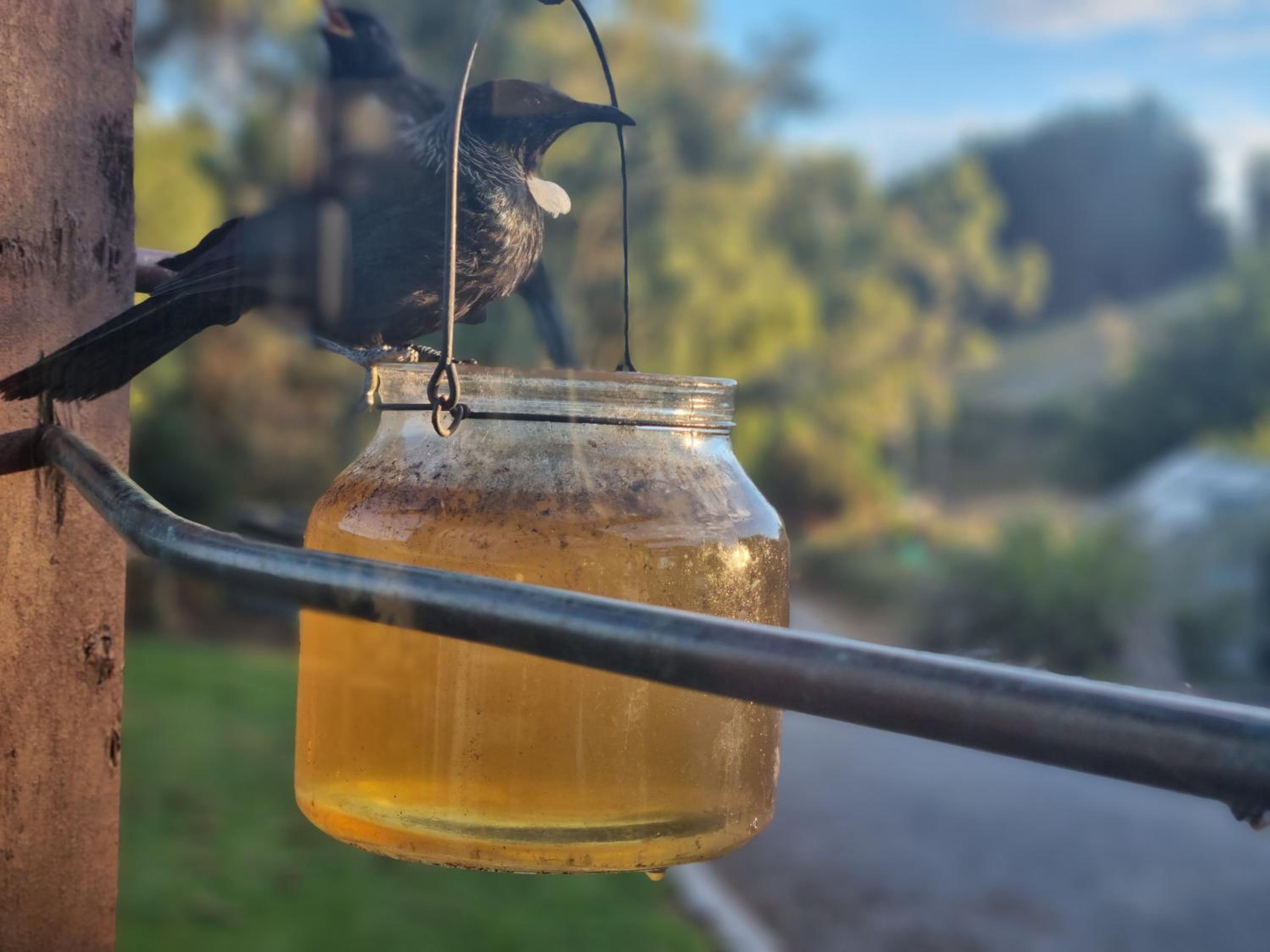 Catlins Lake Sanctuary