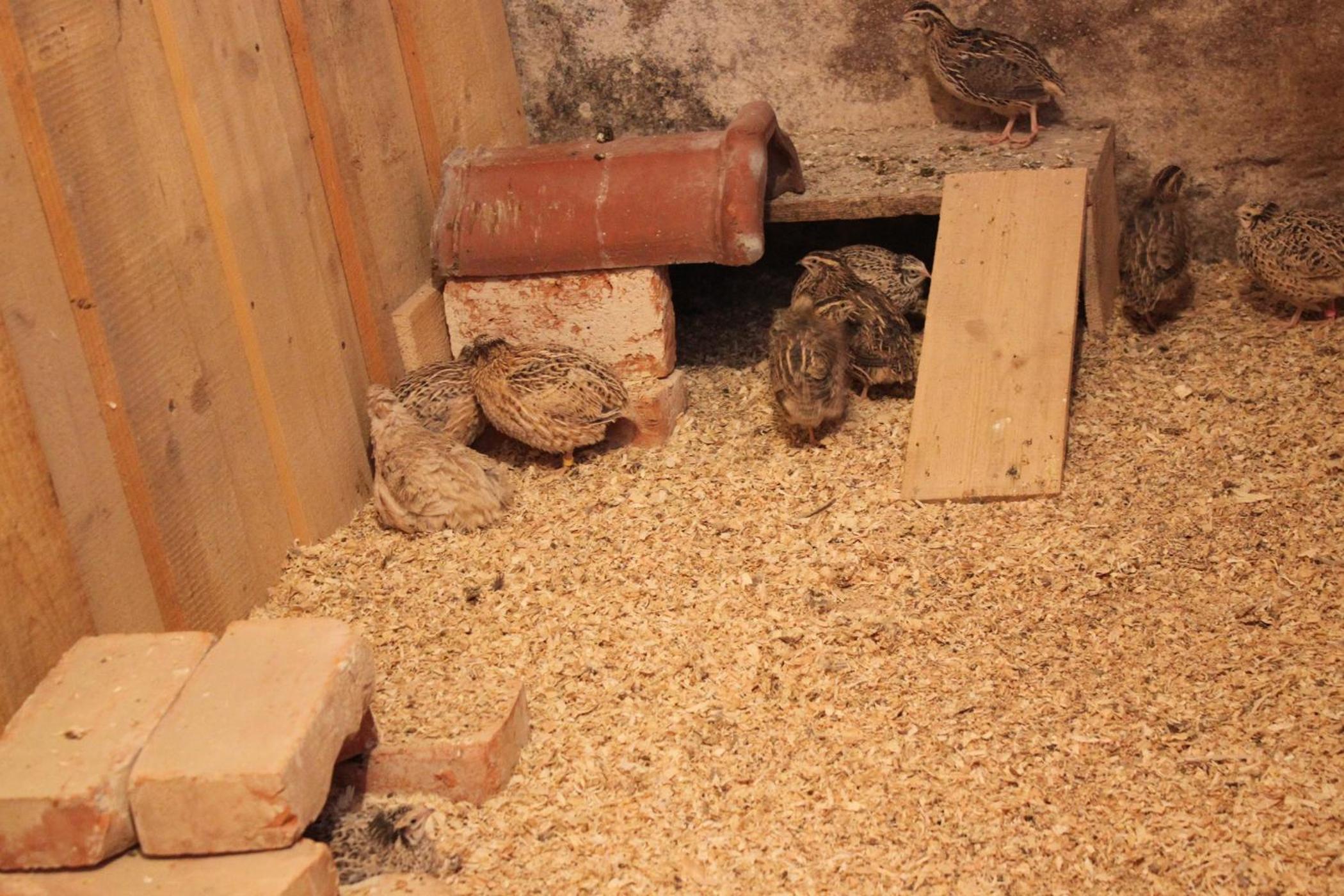 Photo 26