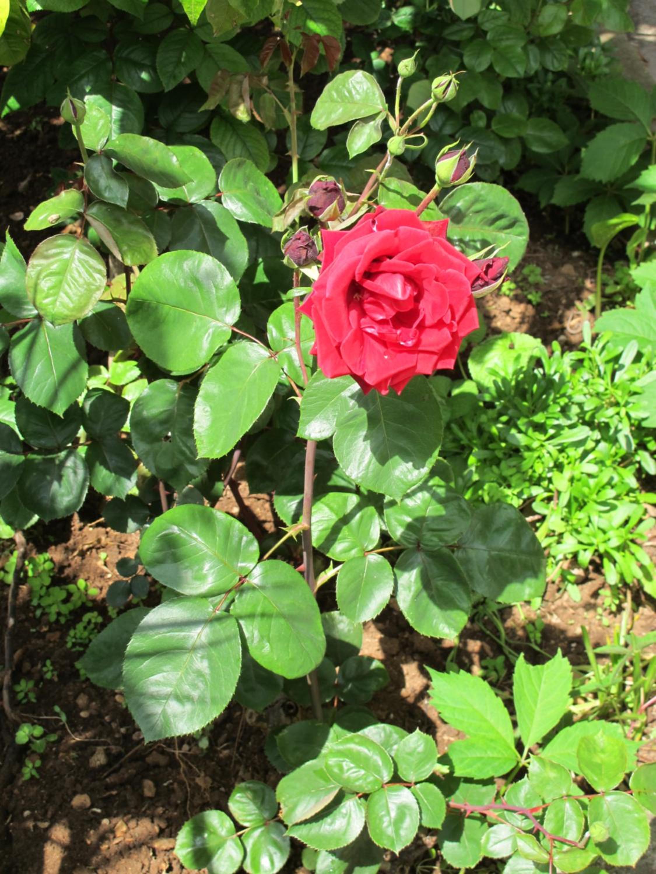 Photo 26