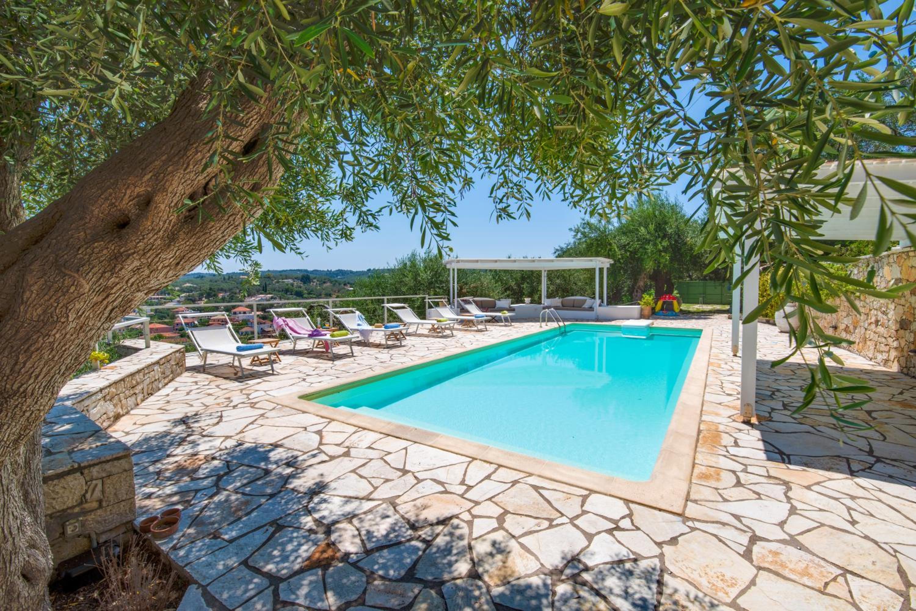 Bougainvillea photo 5