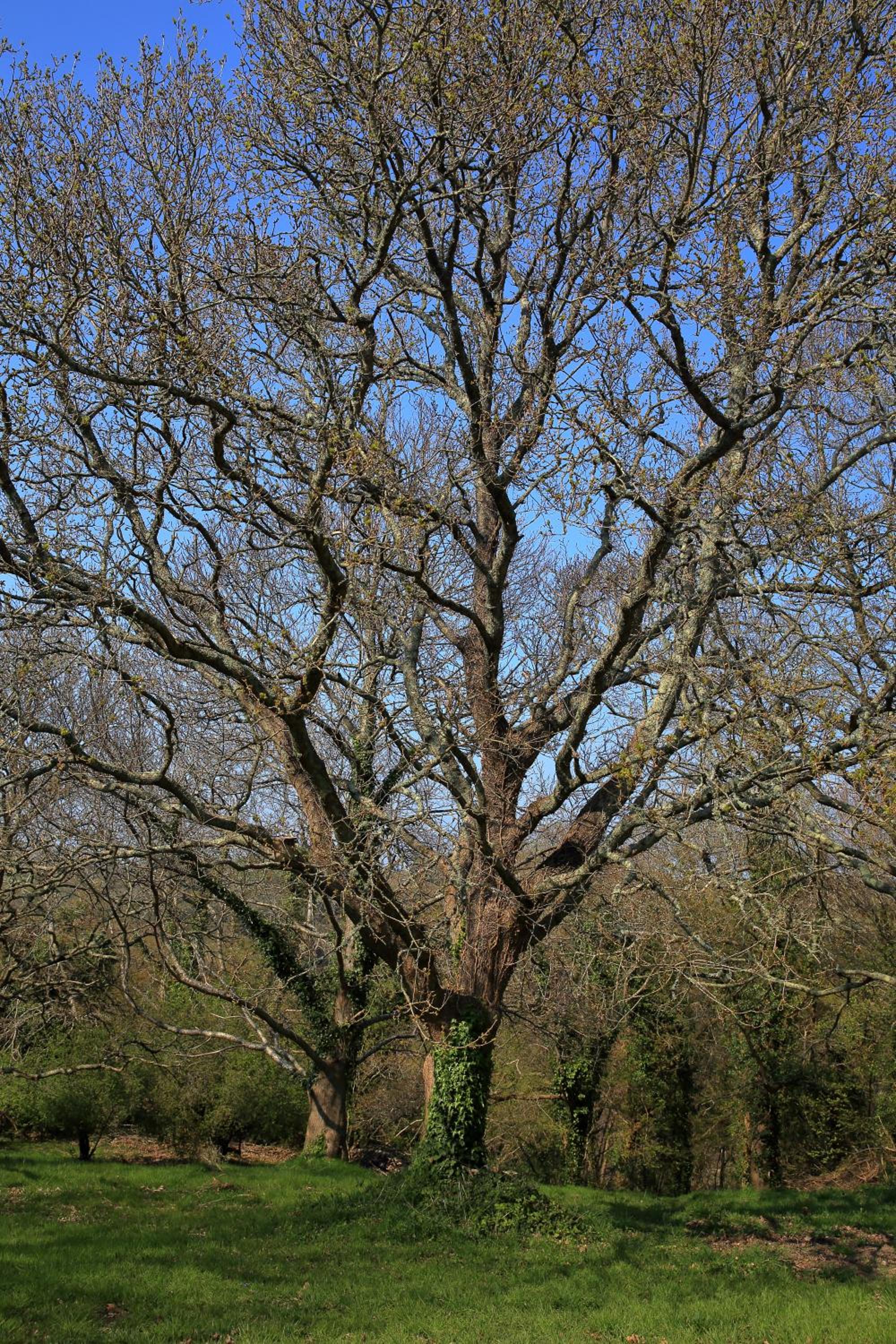Photo 46