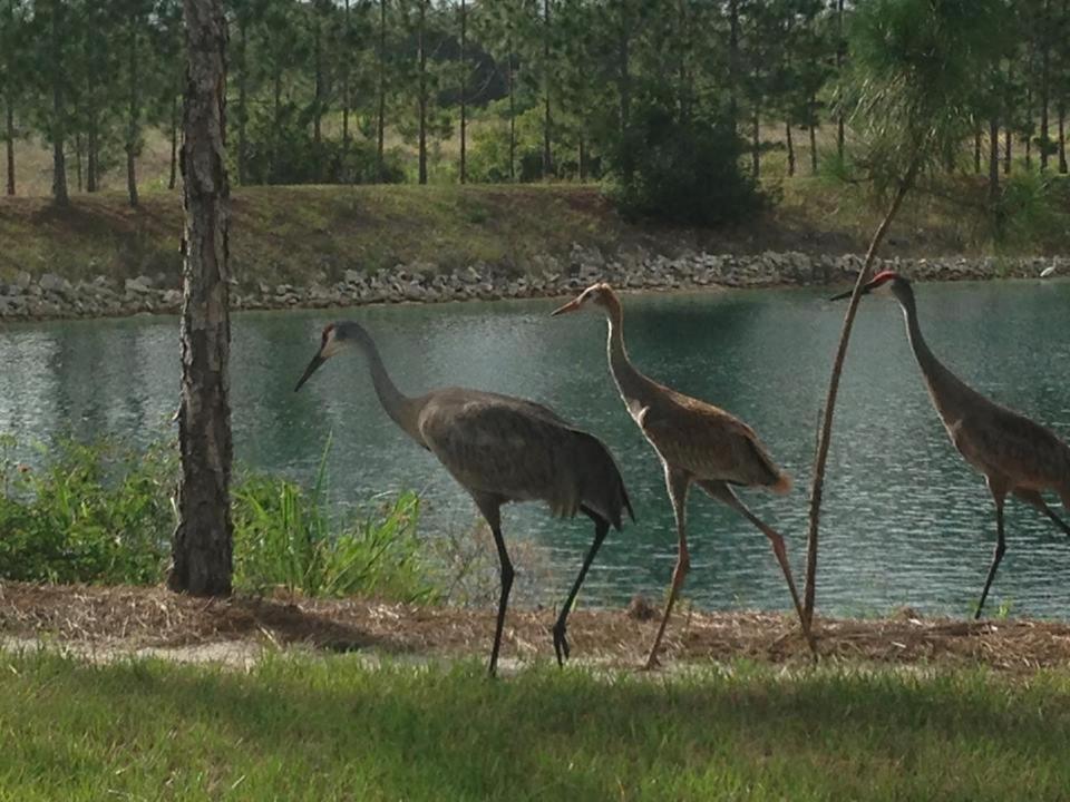 Orlando Vacations - STUDIO 02 - Lake Sumner - Property Image 14